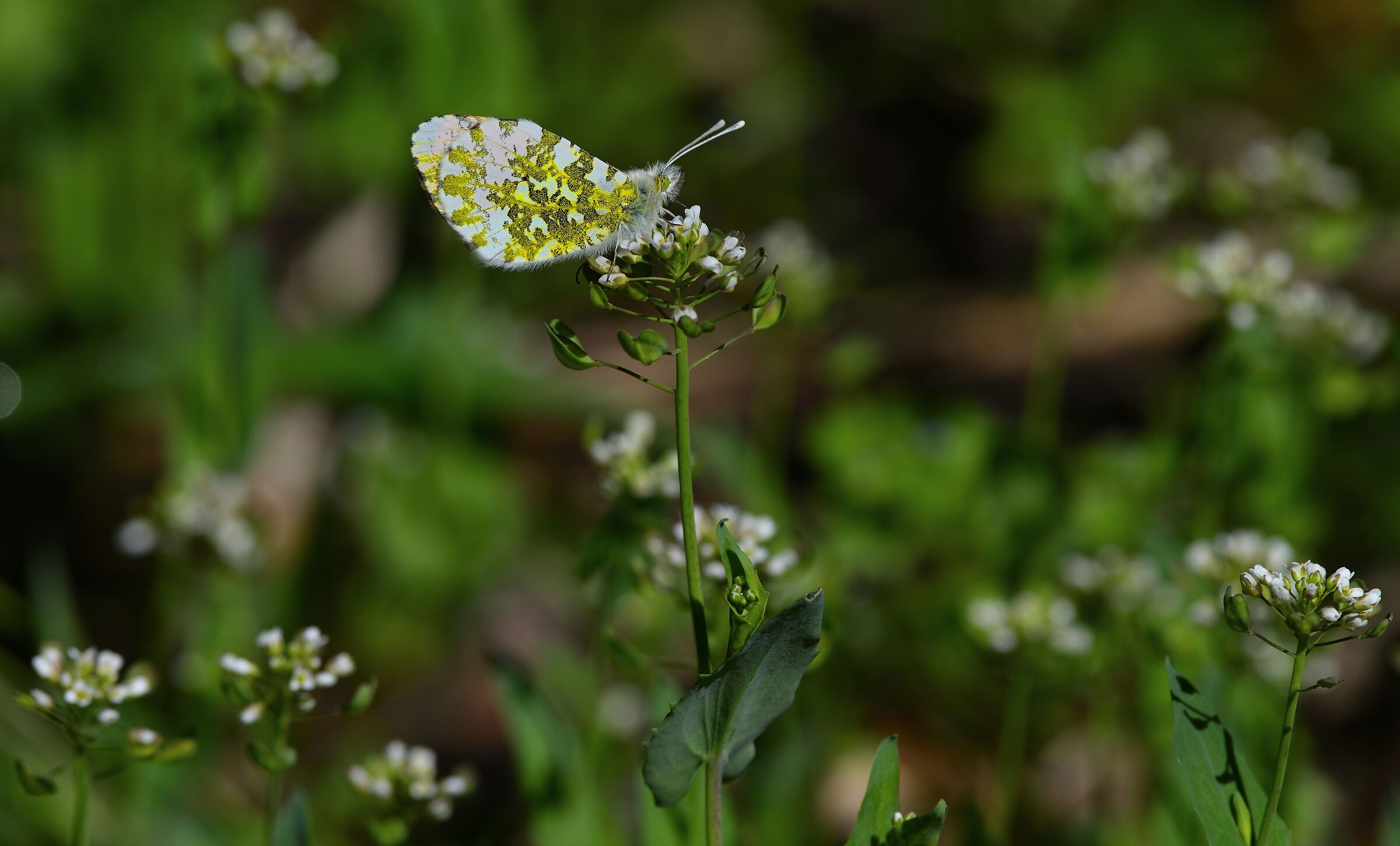 Anthocaris cardamines (Aurora)