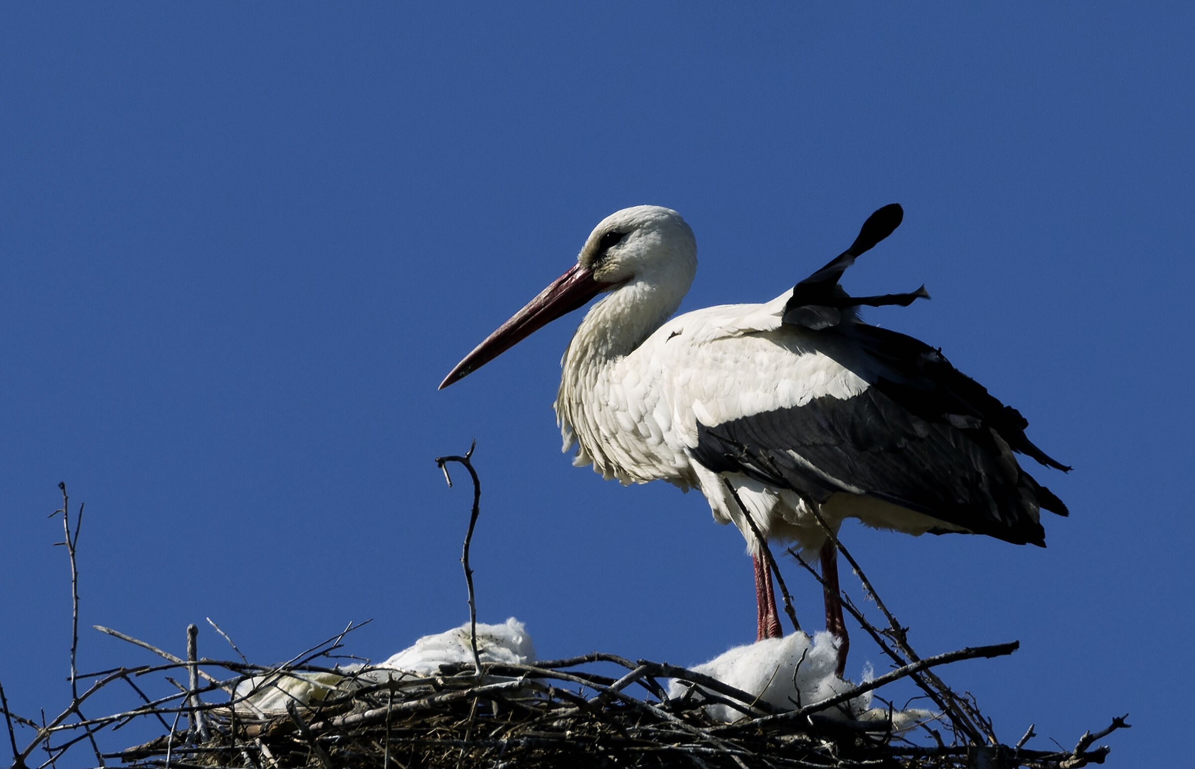 nesting stork resized