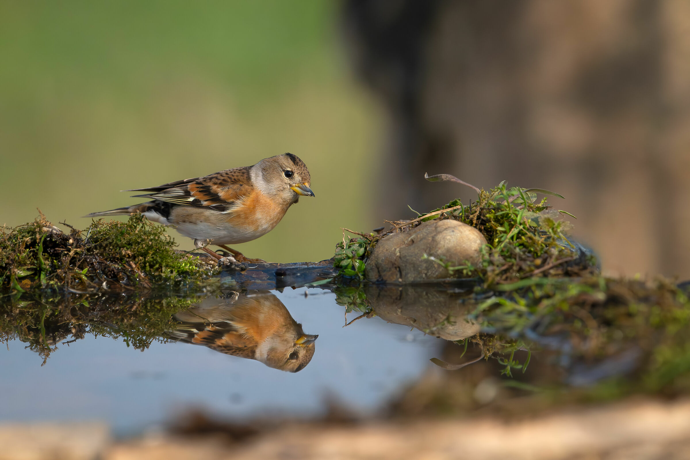 Peppola #capannocora