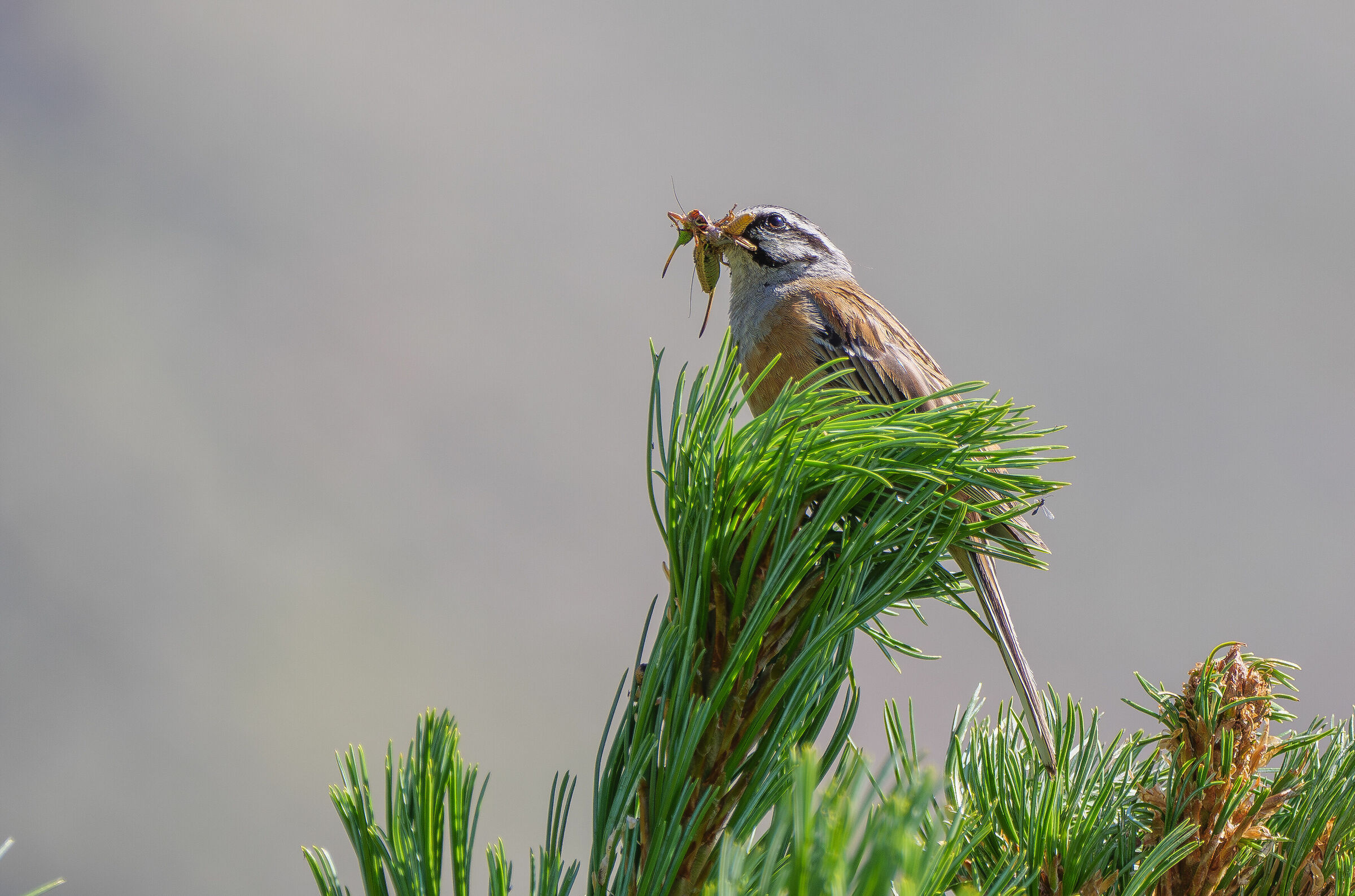 Zigolo muciatto con prede.
