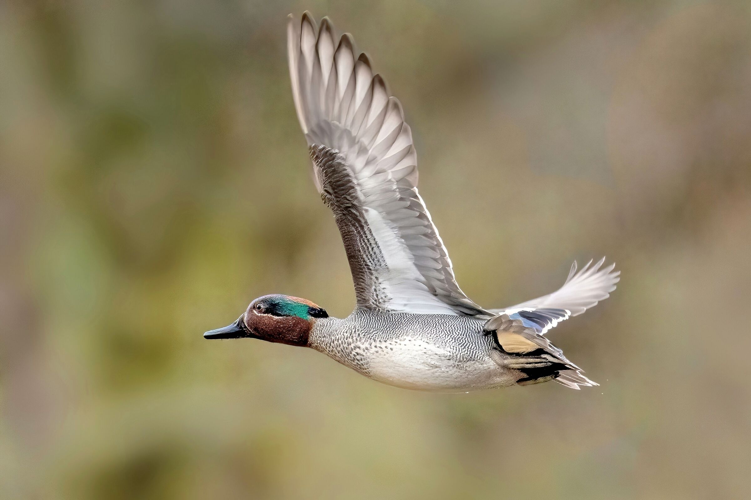 Alzavola Europea (Anas Crecca) maschio