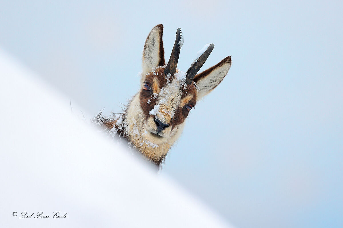Curiosity at high altitude