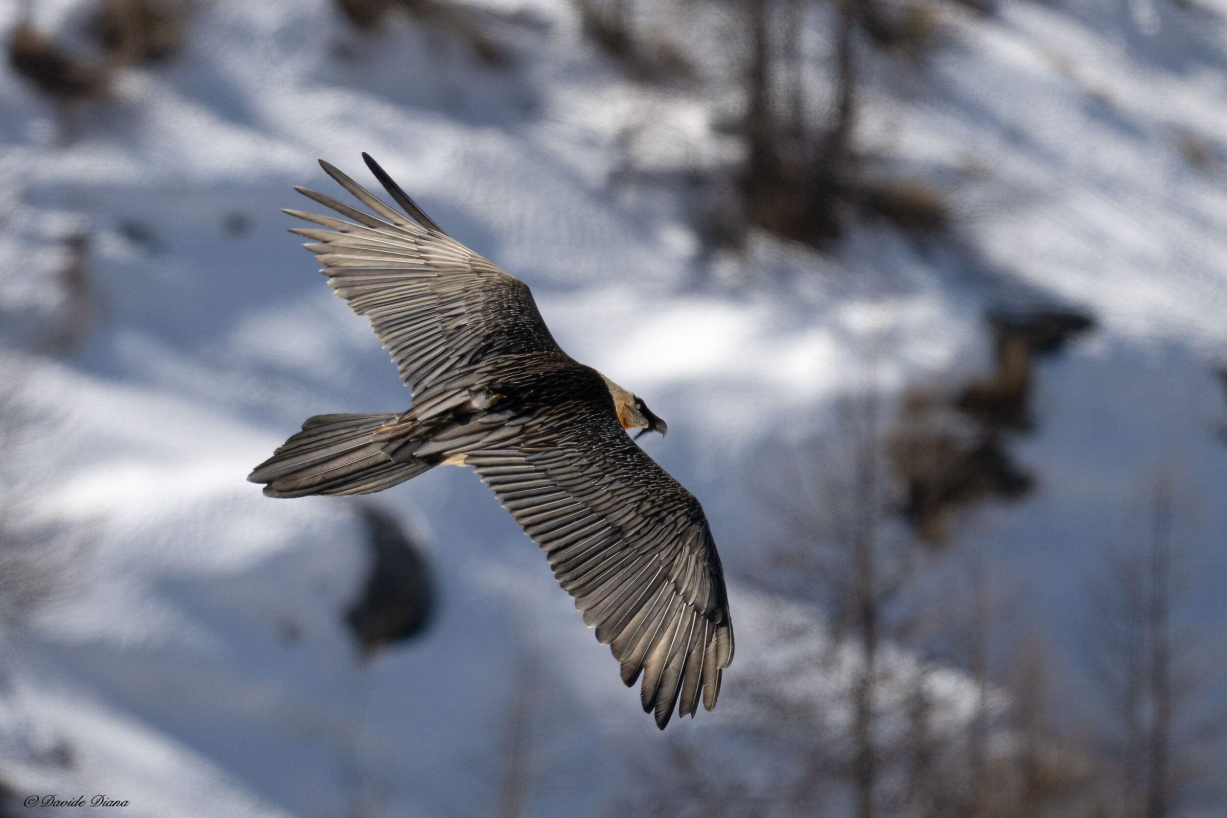 Gypaetus barbatus - Gran Paradiso National Park