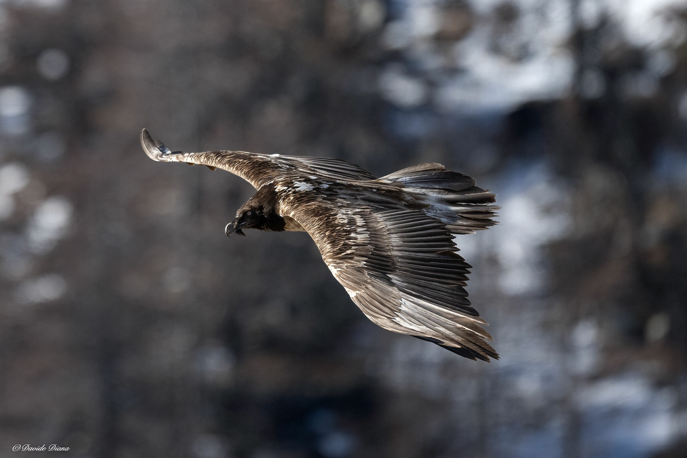 Gypaetus barbatus - Gran Paradiso National Park