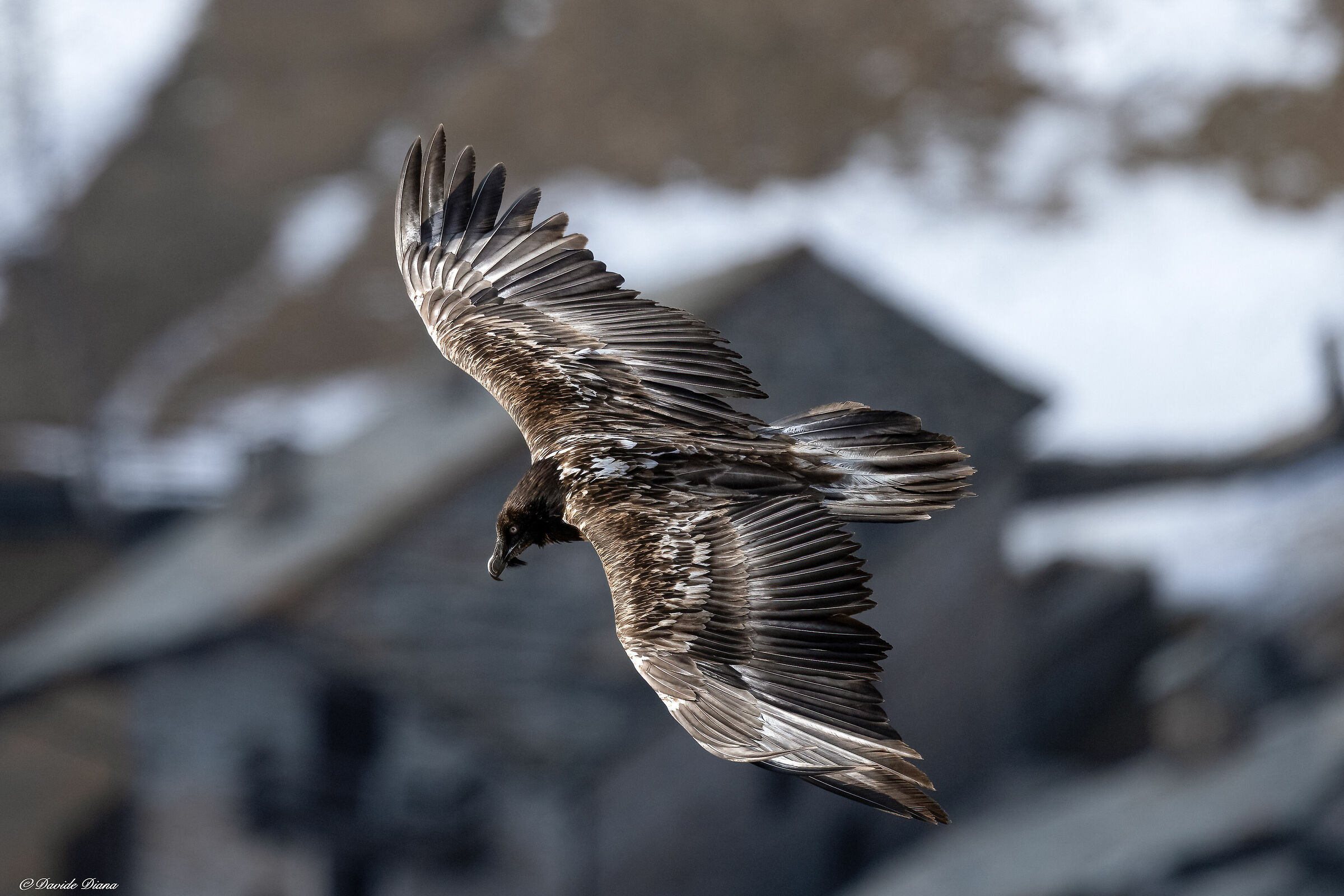 Gypaetus barbatus - Gran Paradiso National Park