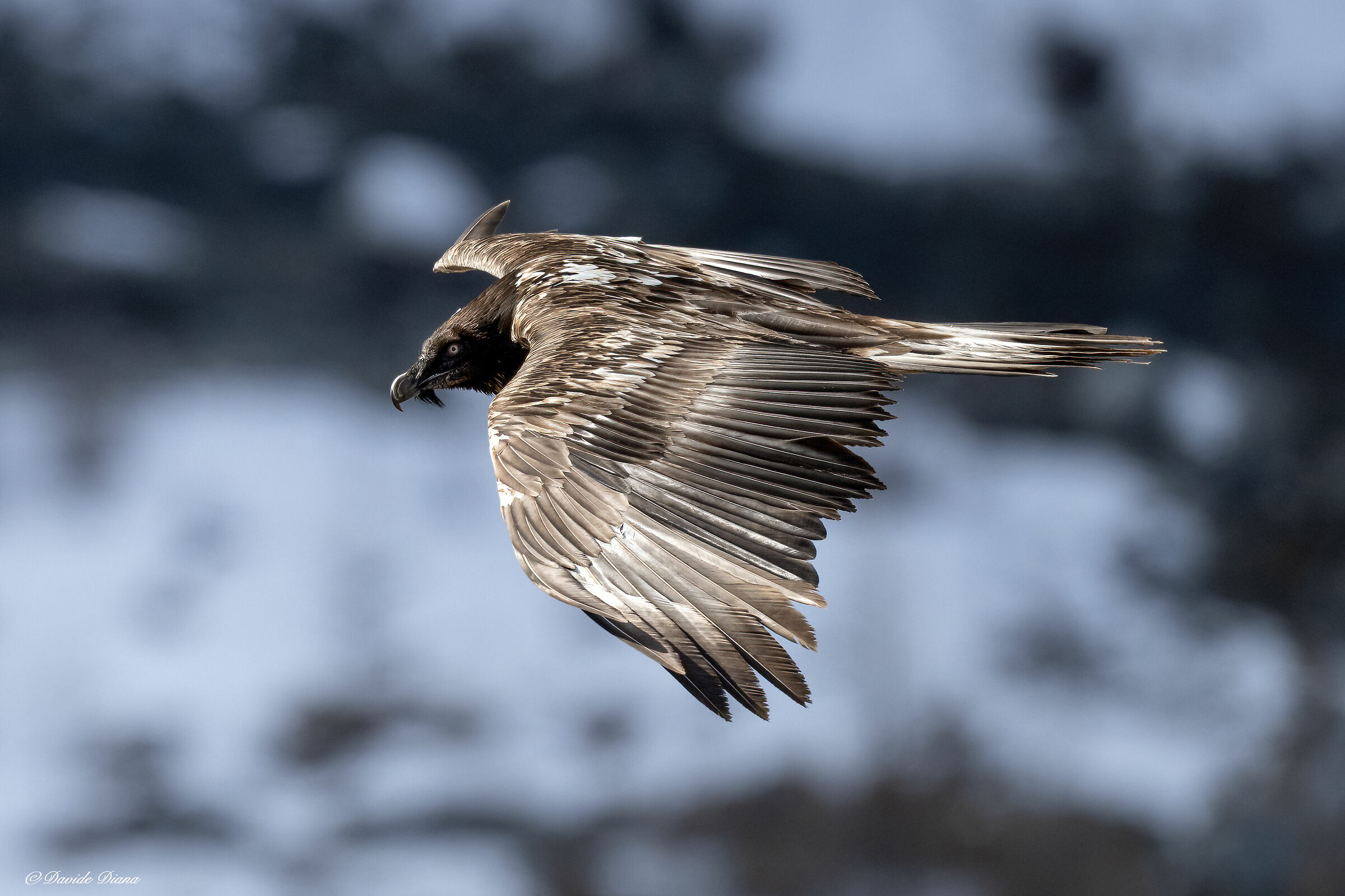 Gypaetus barbatus - Gran Paradiso National Park