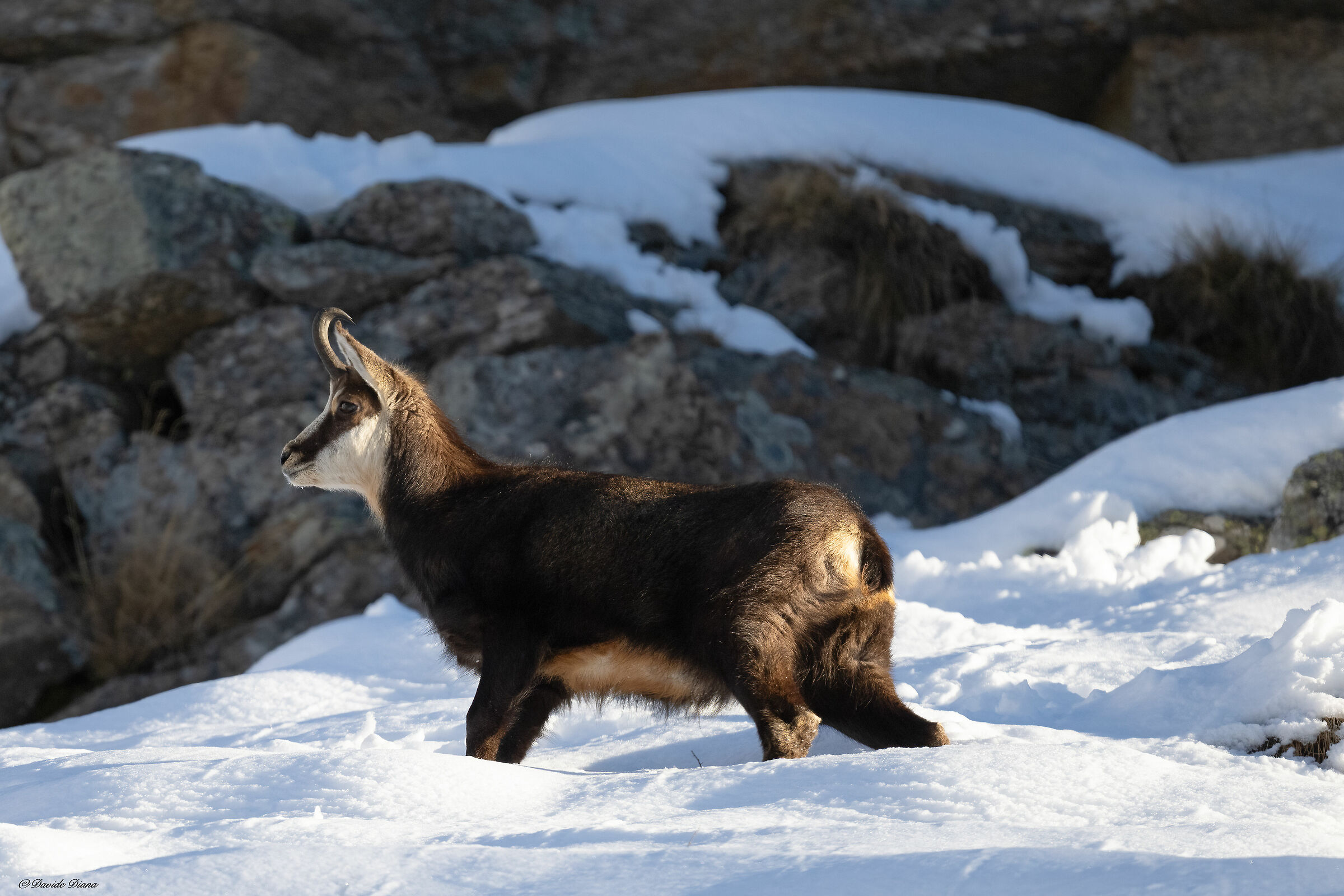 Chamois - Gran Paradiso National Park