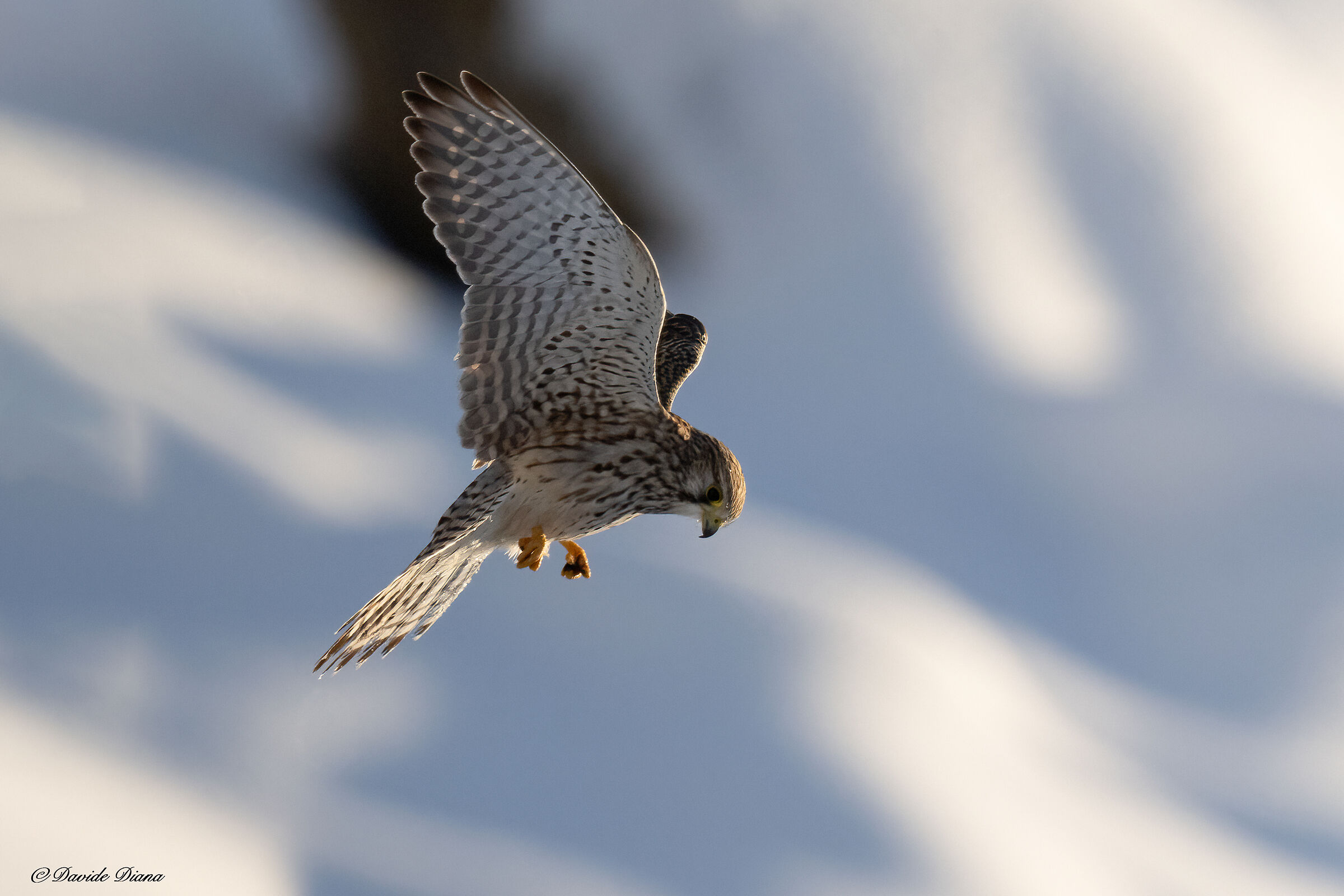 Kestrel - Gran Paradiso National Park