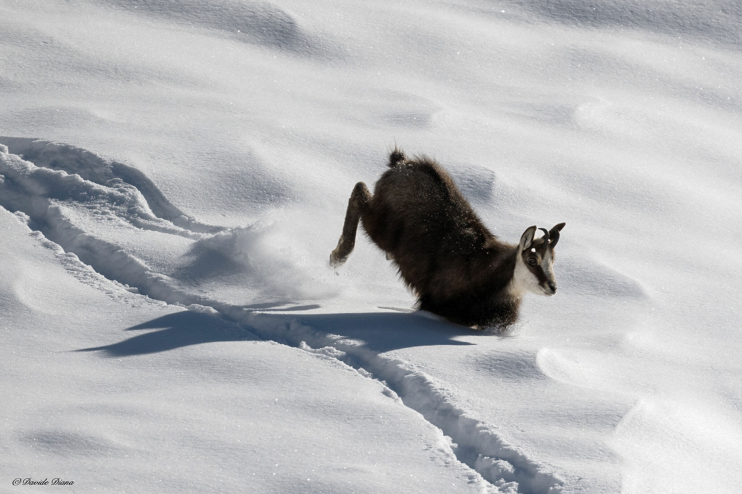 Chamois - Gran Paradiso National Park