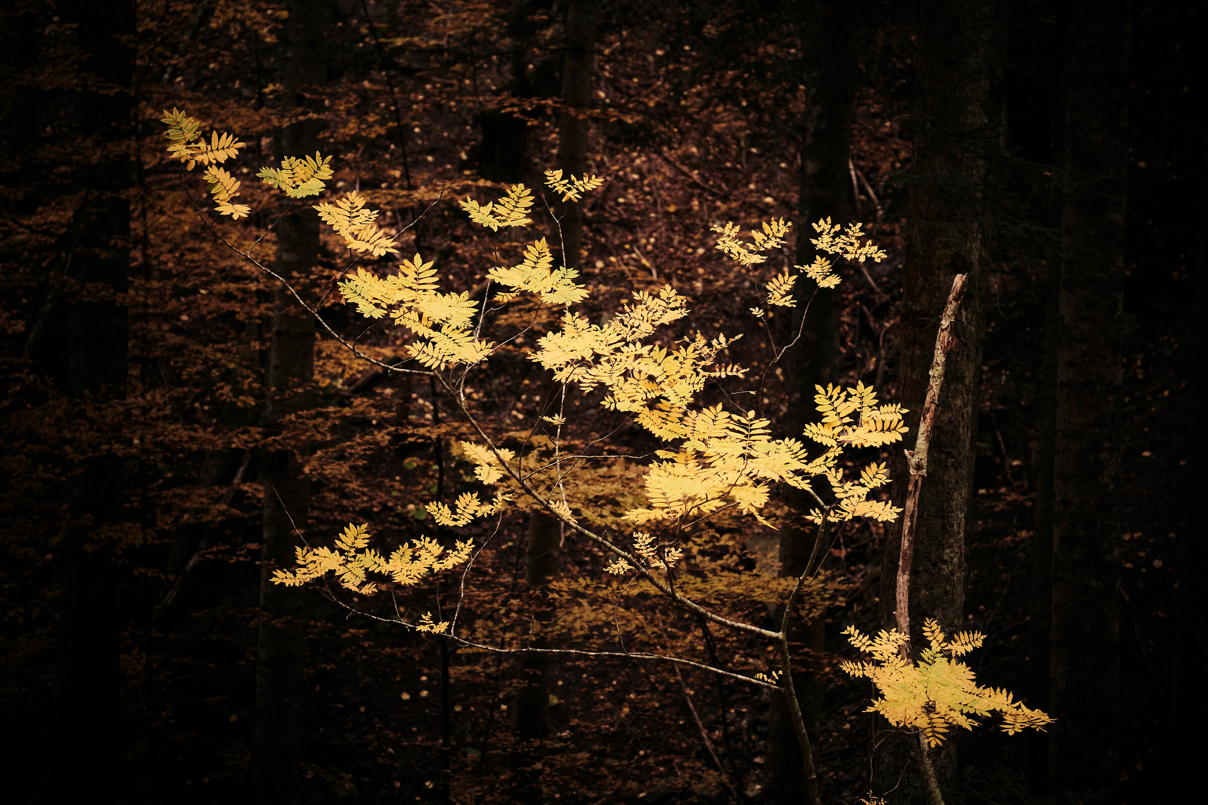 Somewhere in the woods