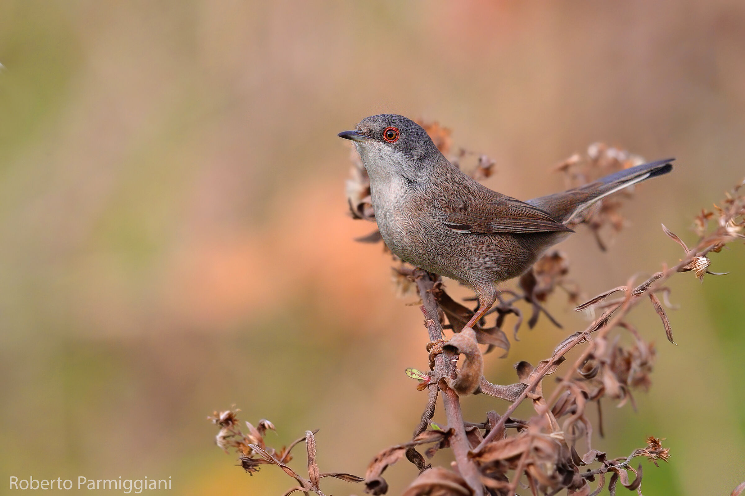 Sardinian warbler