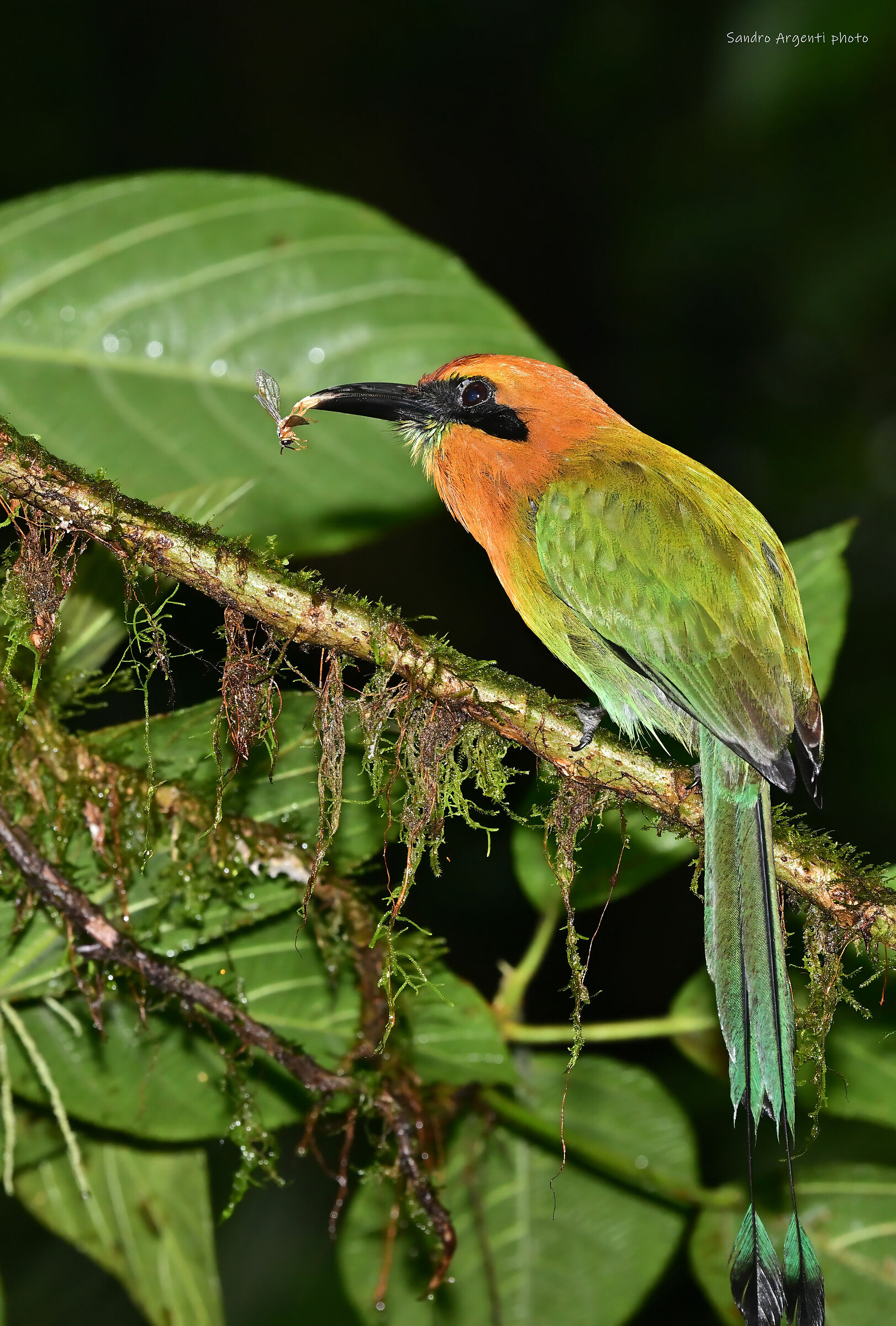 Insetto appena catturato...