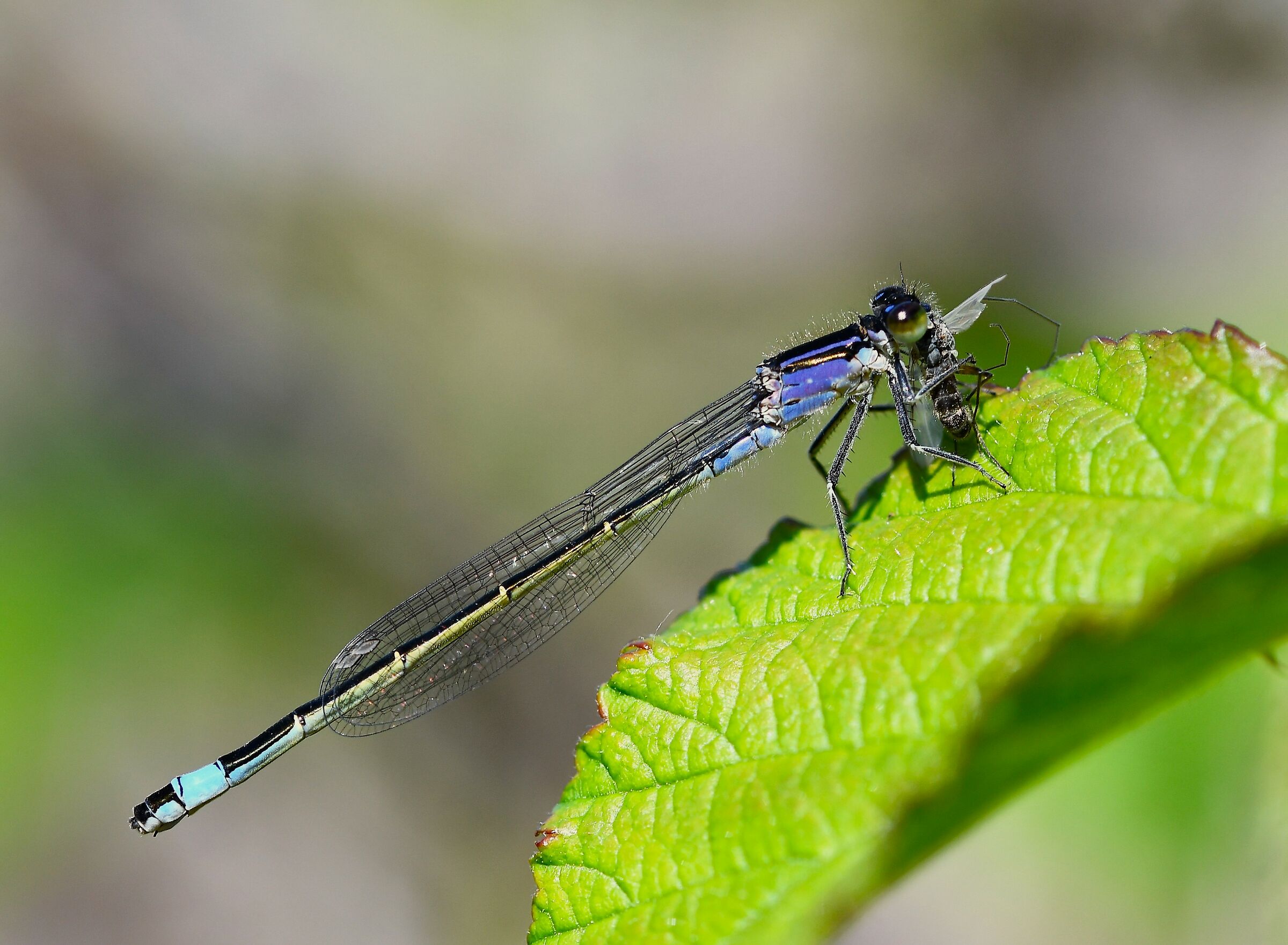 Bridesmaid with prey