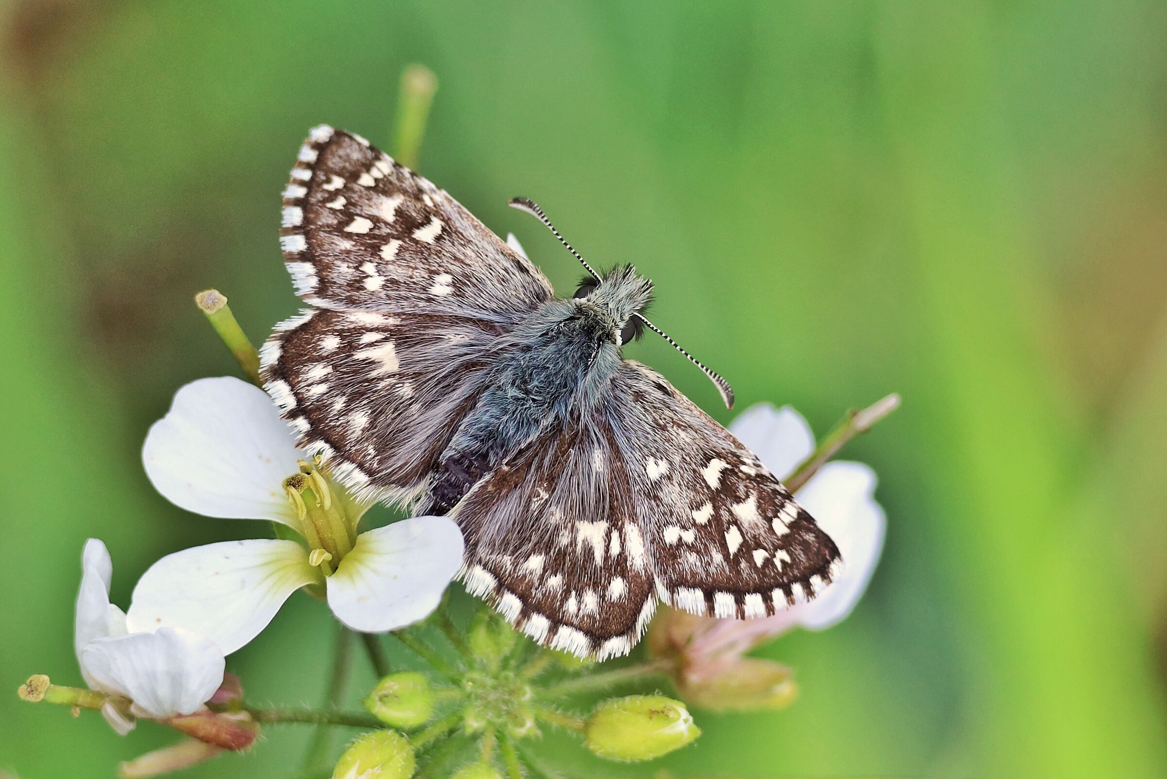 Pyrgus malvoides