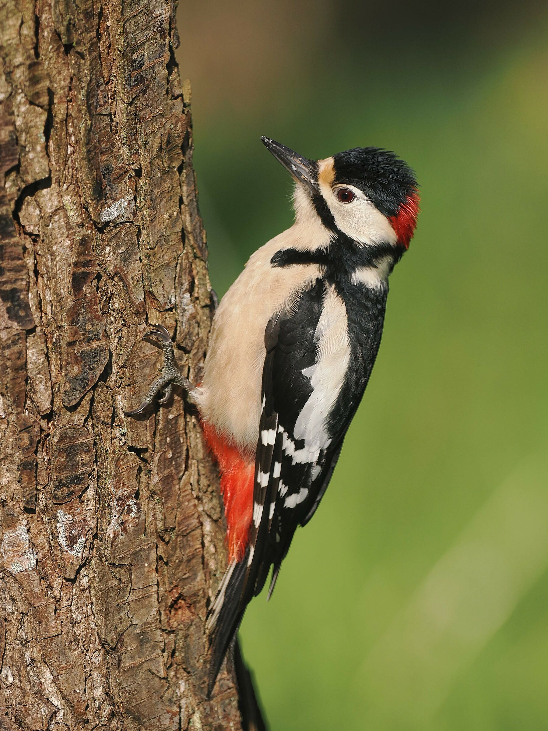 Spotted Woodpecker Maj.