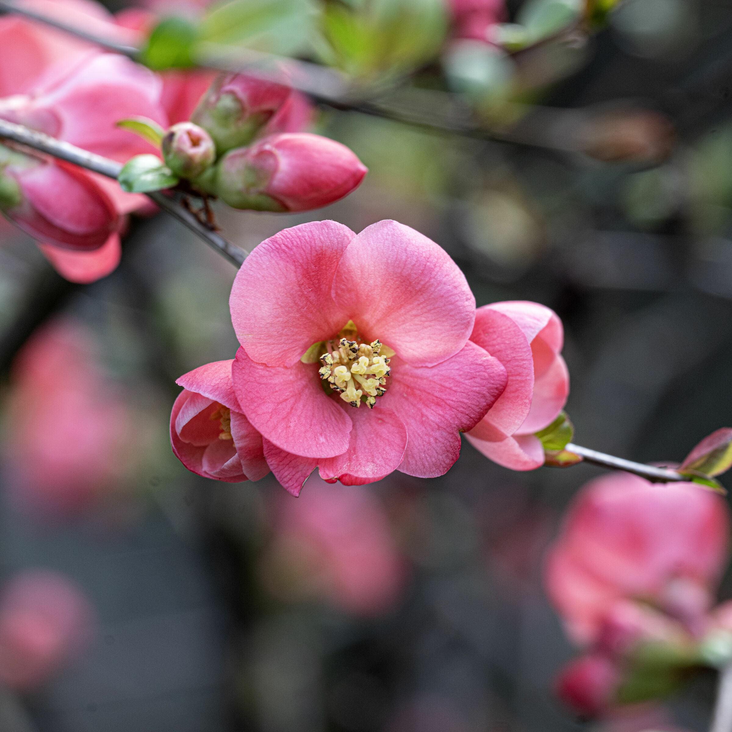 Peach blossom - Chaenomeles japonica