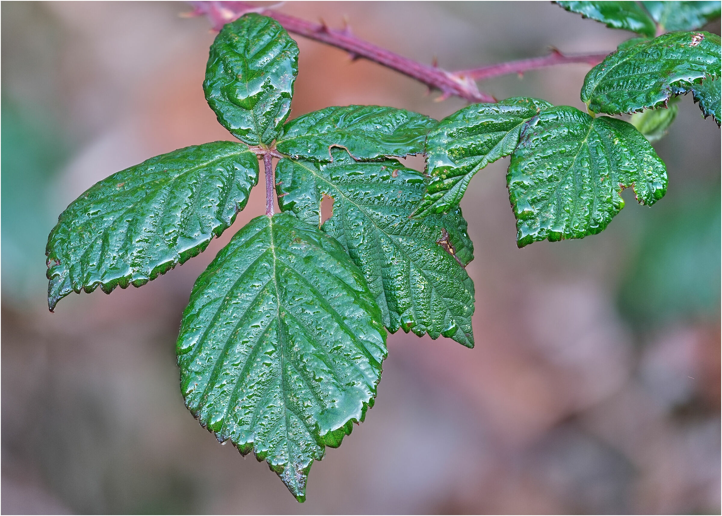 Bagnato dopo la pioggia/Stacked 40 foto.