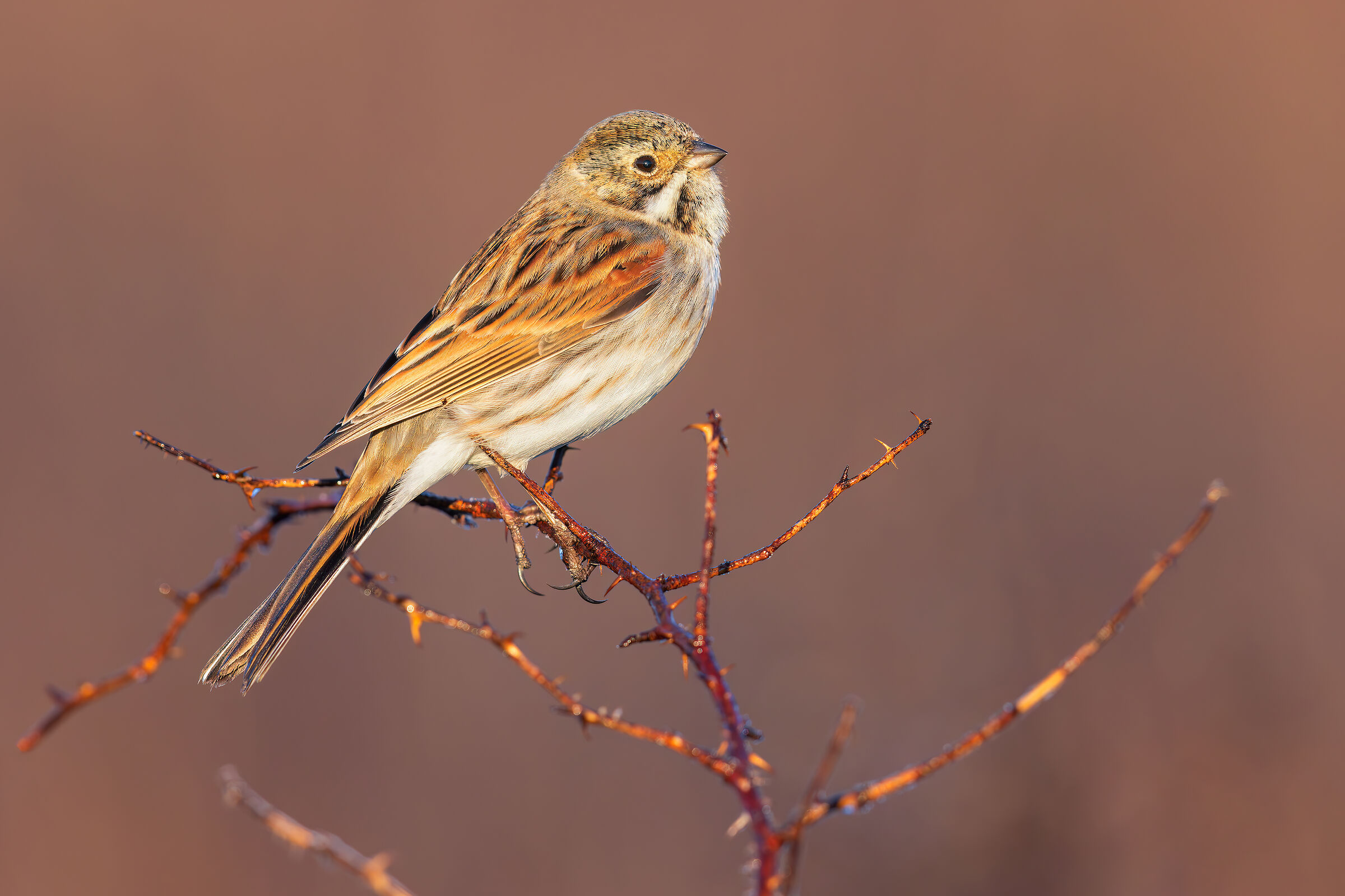 Migliarino di Palude