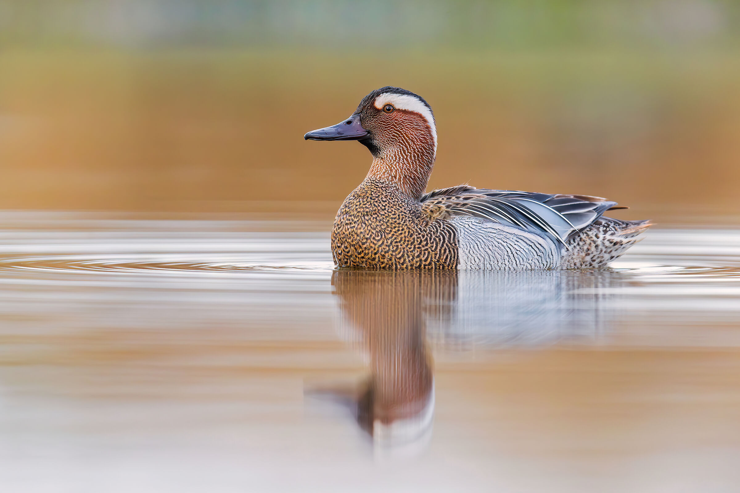 Garganey ISO 6400