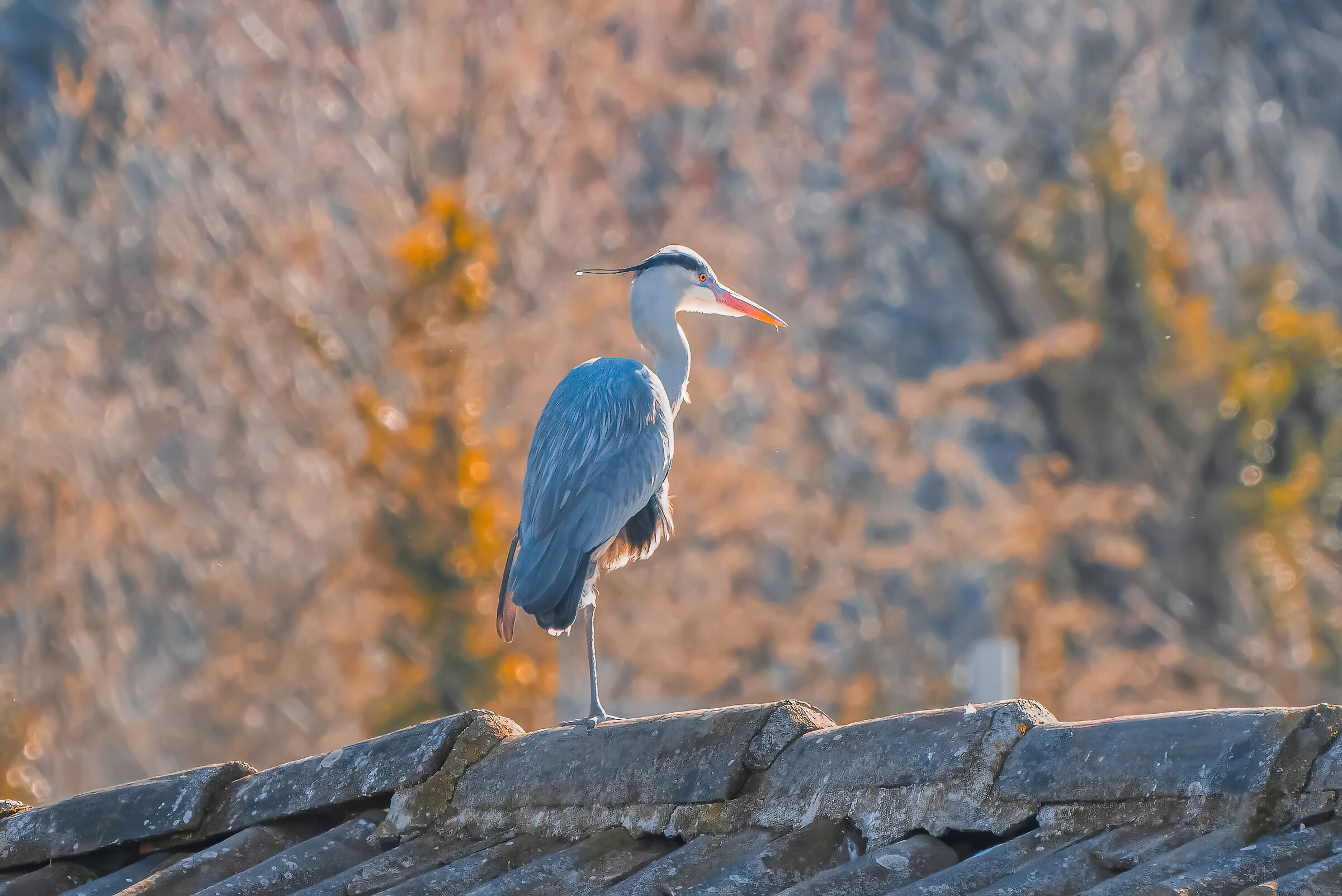 Grey heron