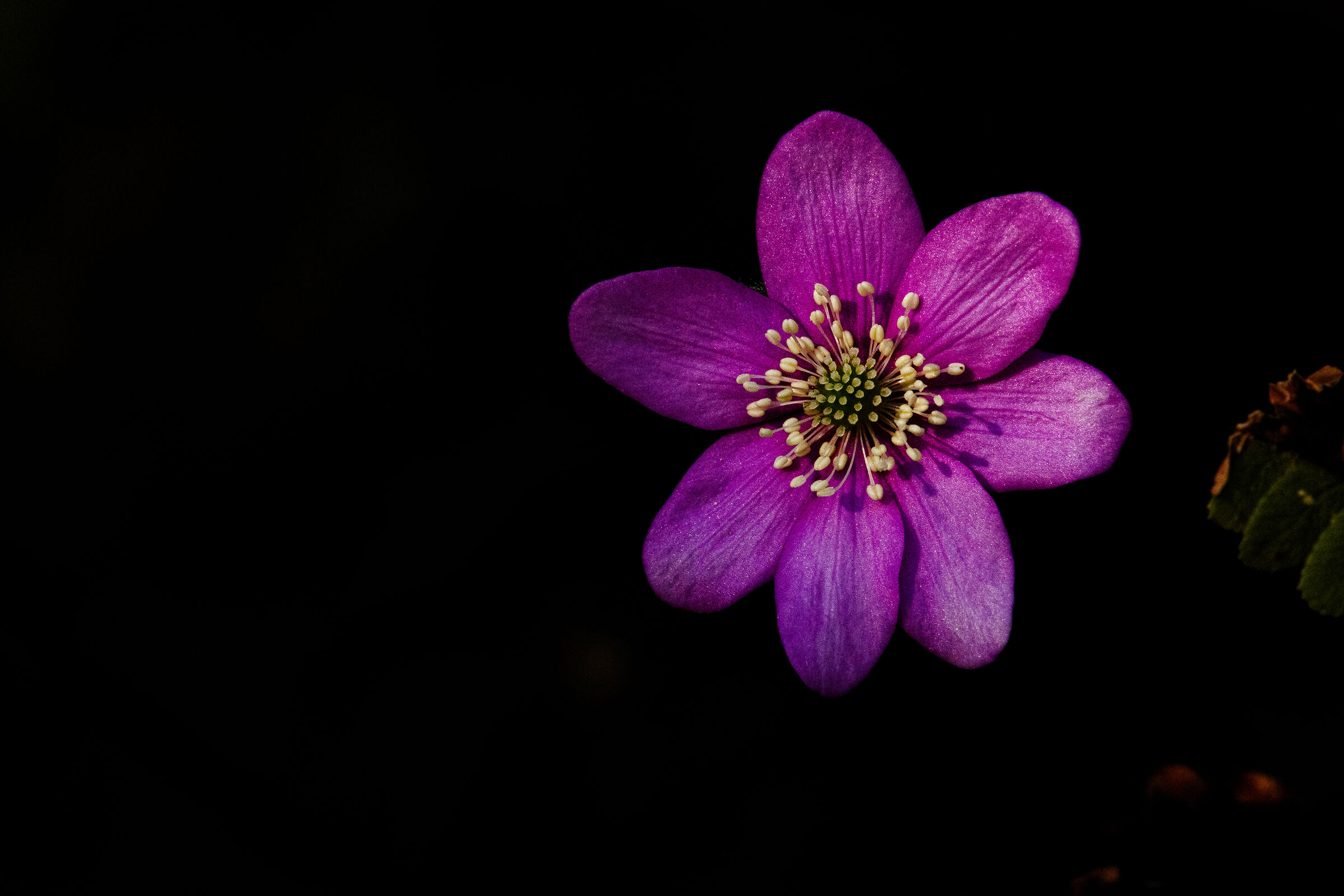Hepatica