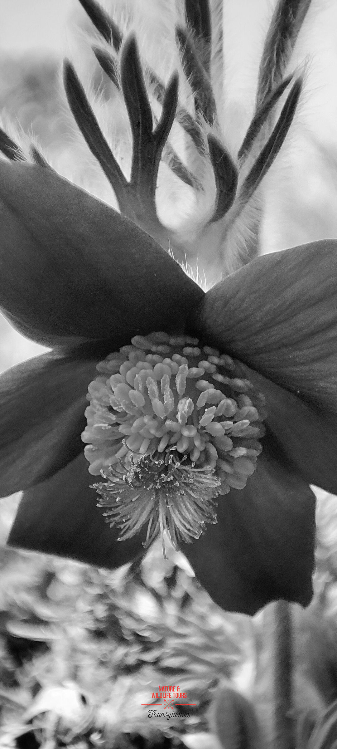 Black Pasque Flower