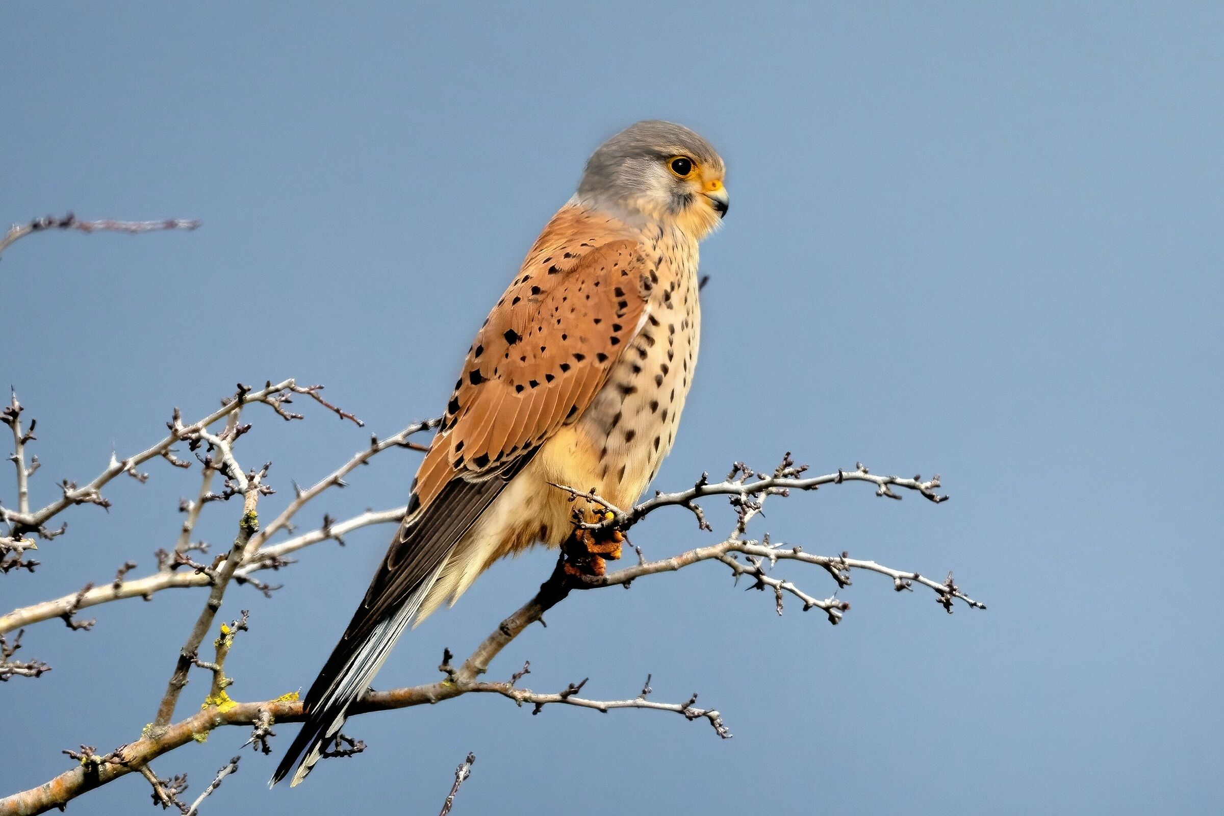 Kestrel (Falco tinnunculus)