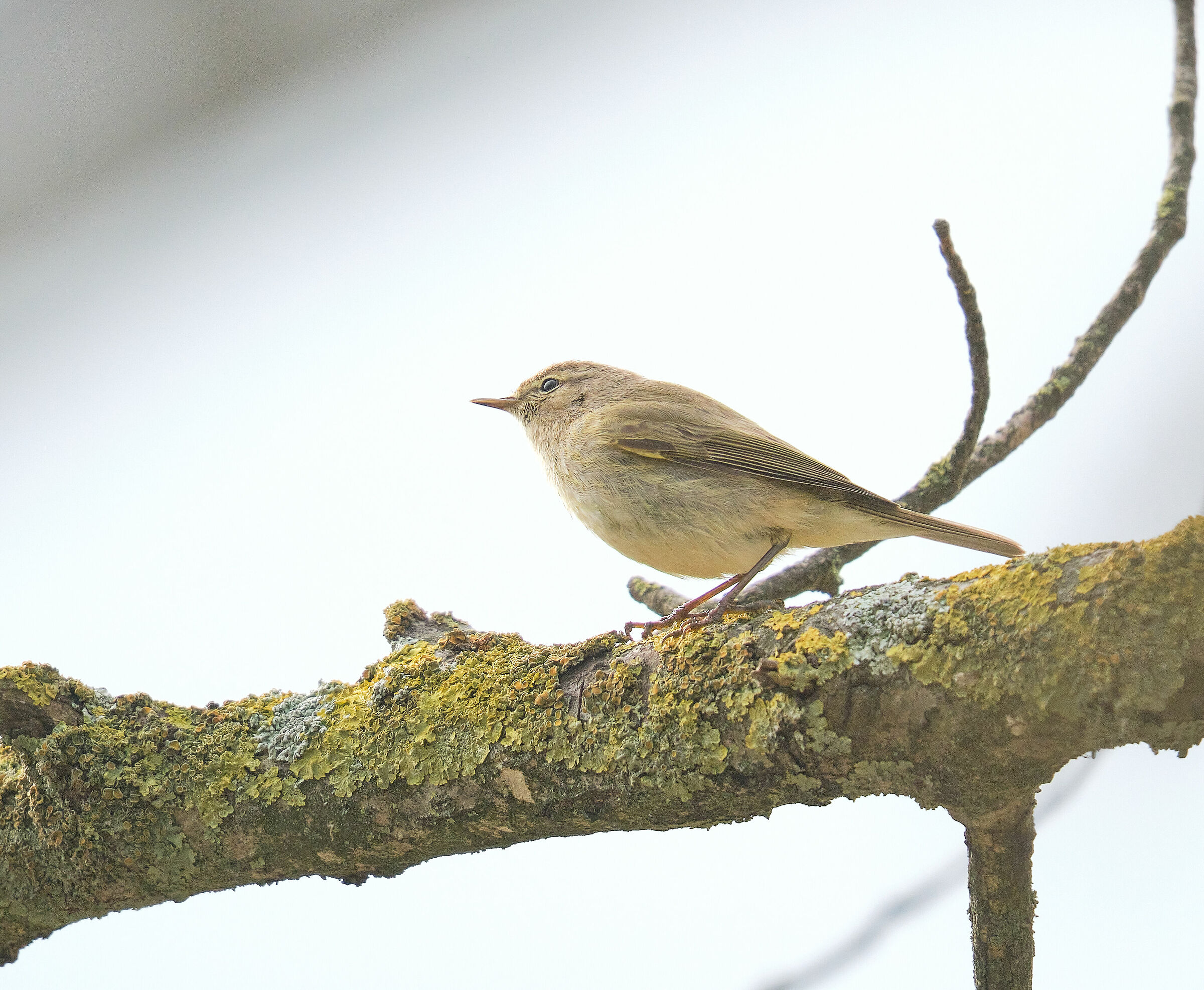 chiffchaff