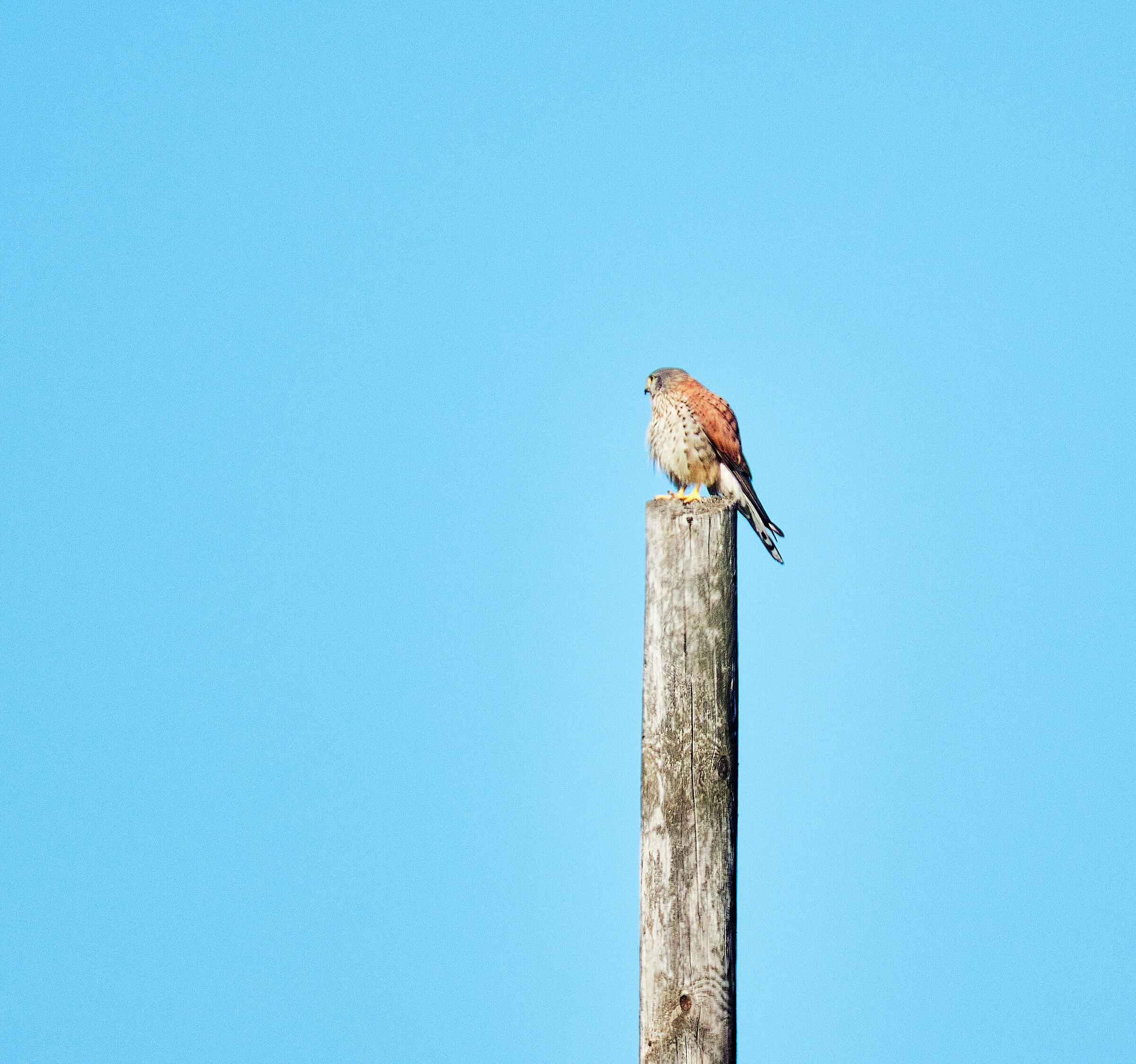 Kestrel.