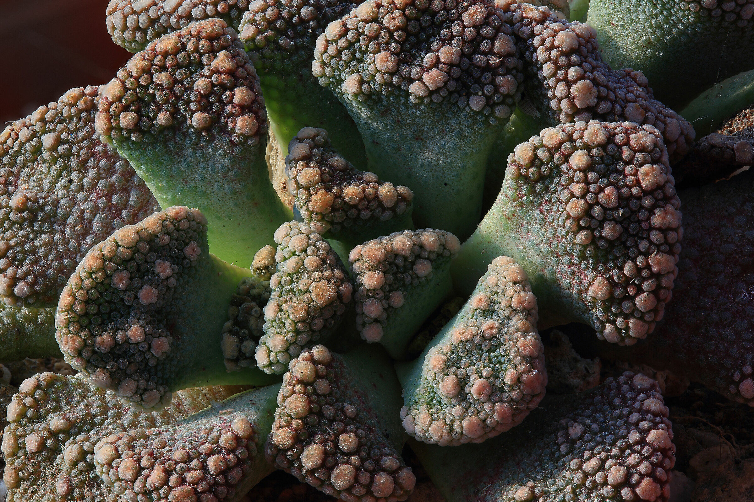 Titanopsis calcarea