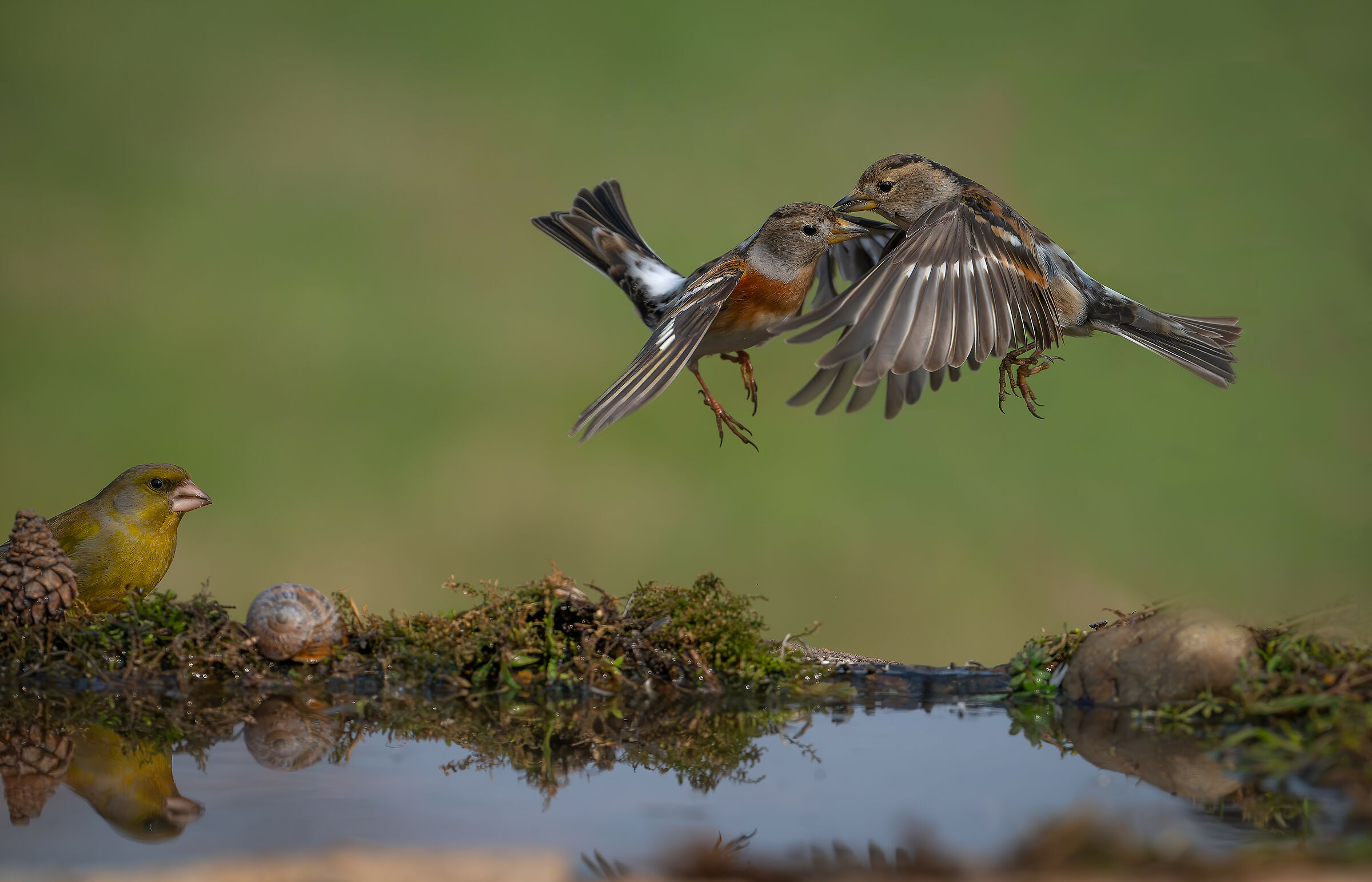 2 protagonisti e uno spettatore #capannocora