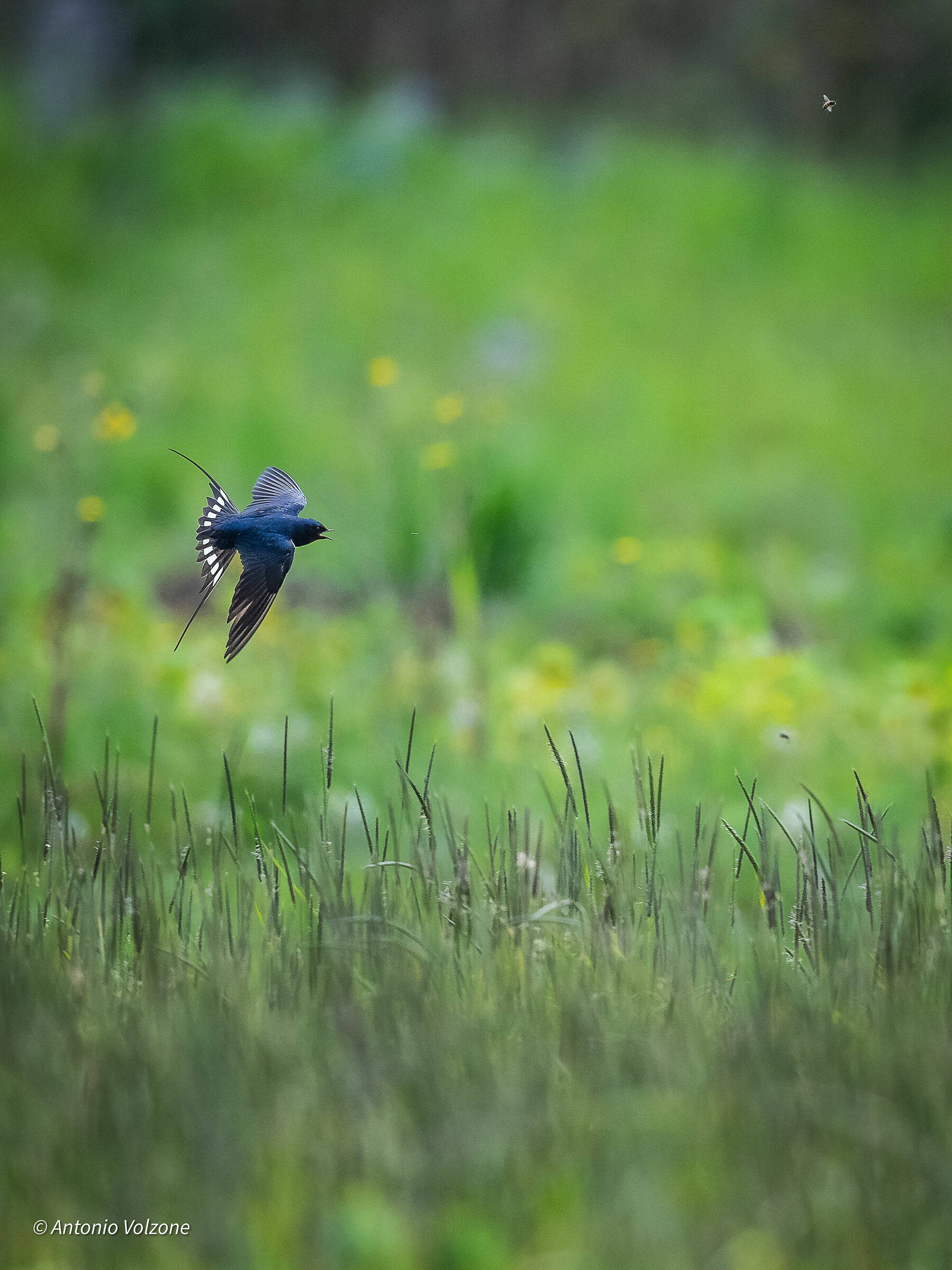 The swallow and the bees