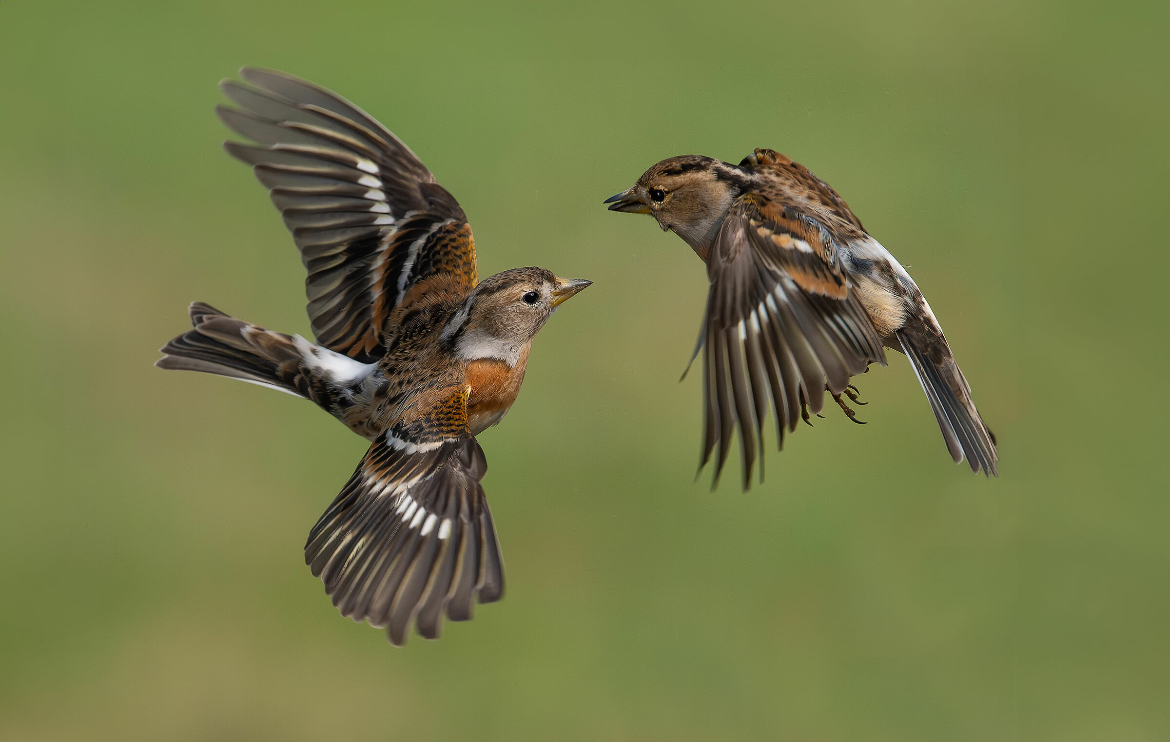 Peppole February 2024 Lombardy #capanocora