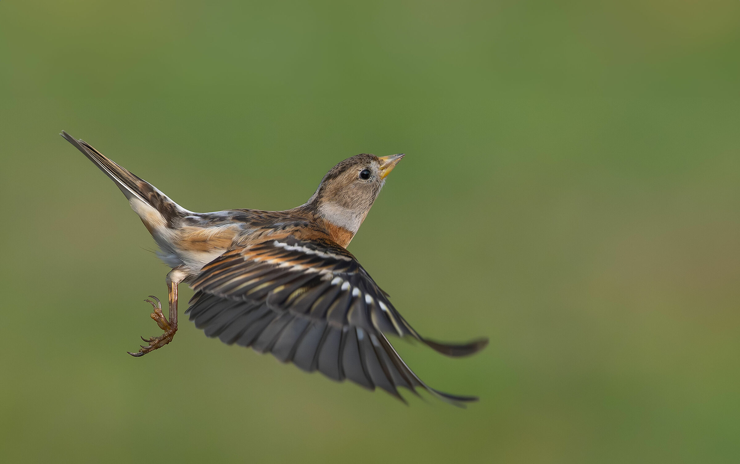 Peppola #capannocora