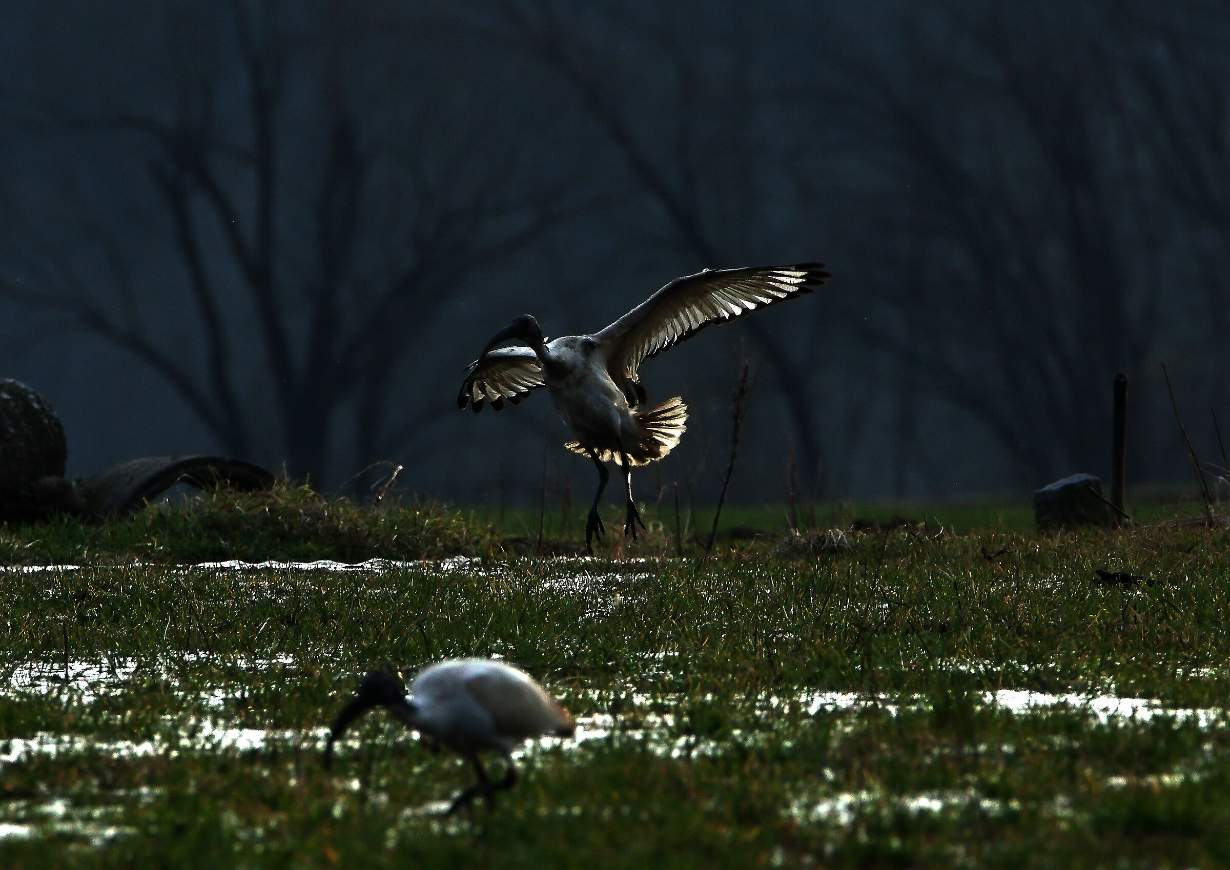 Ibis in controluce.. o.. ?