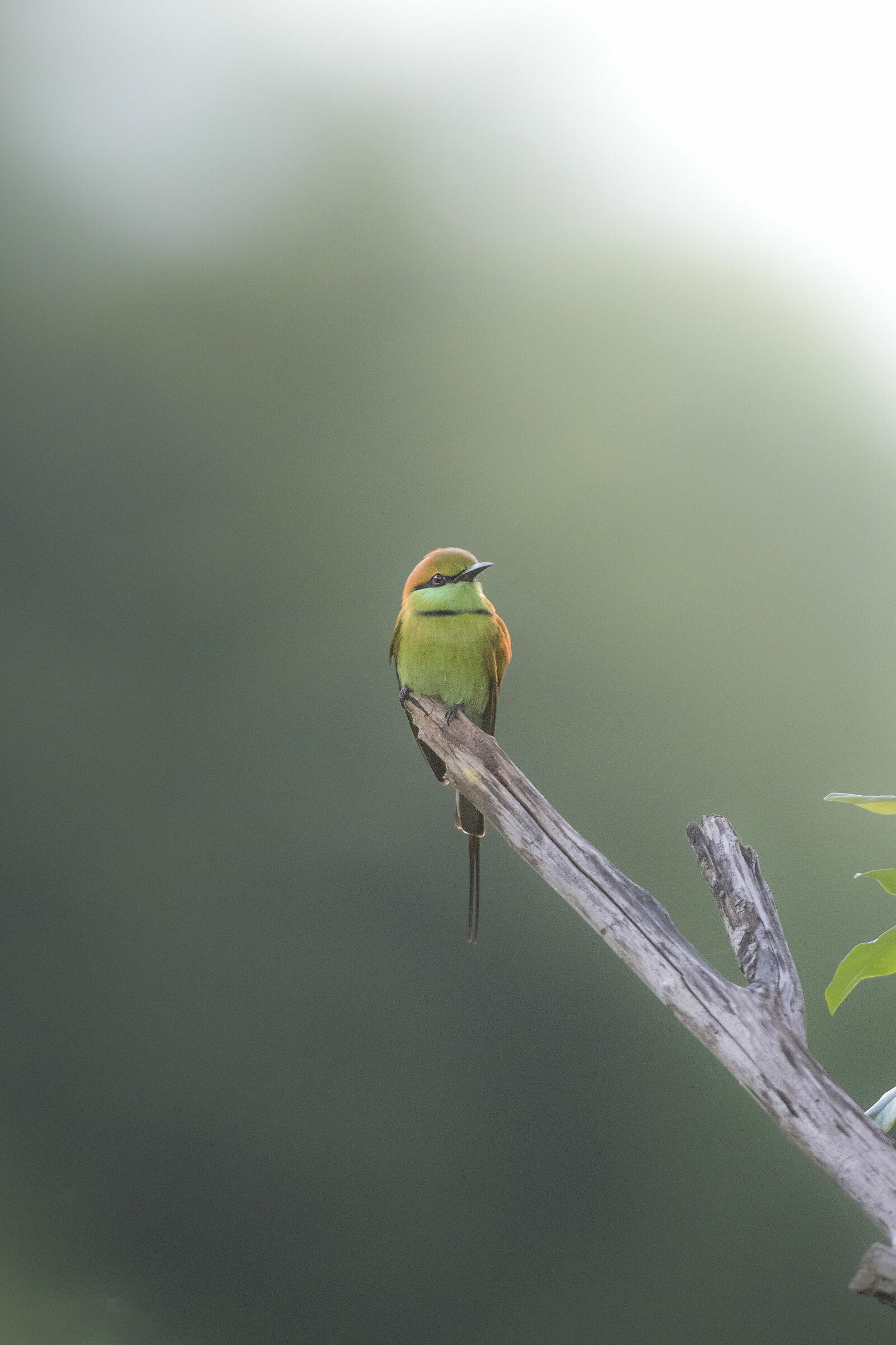 Asian Green Bee Eater