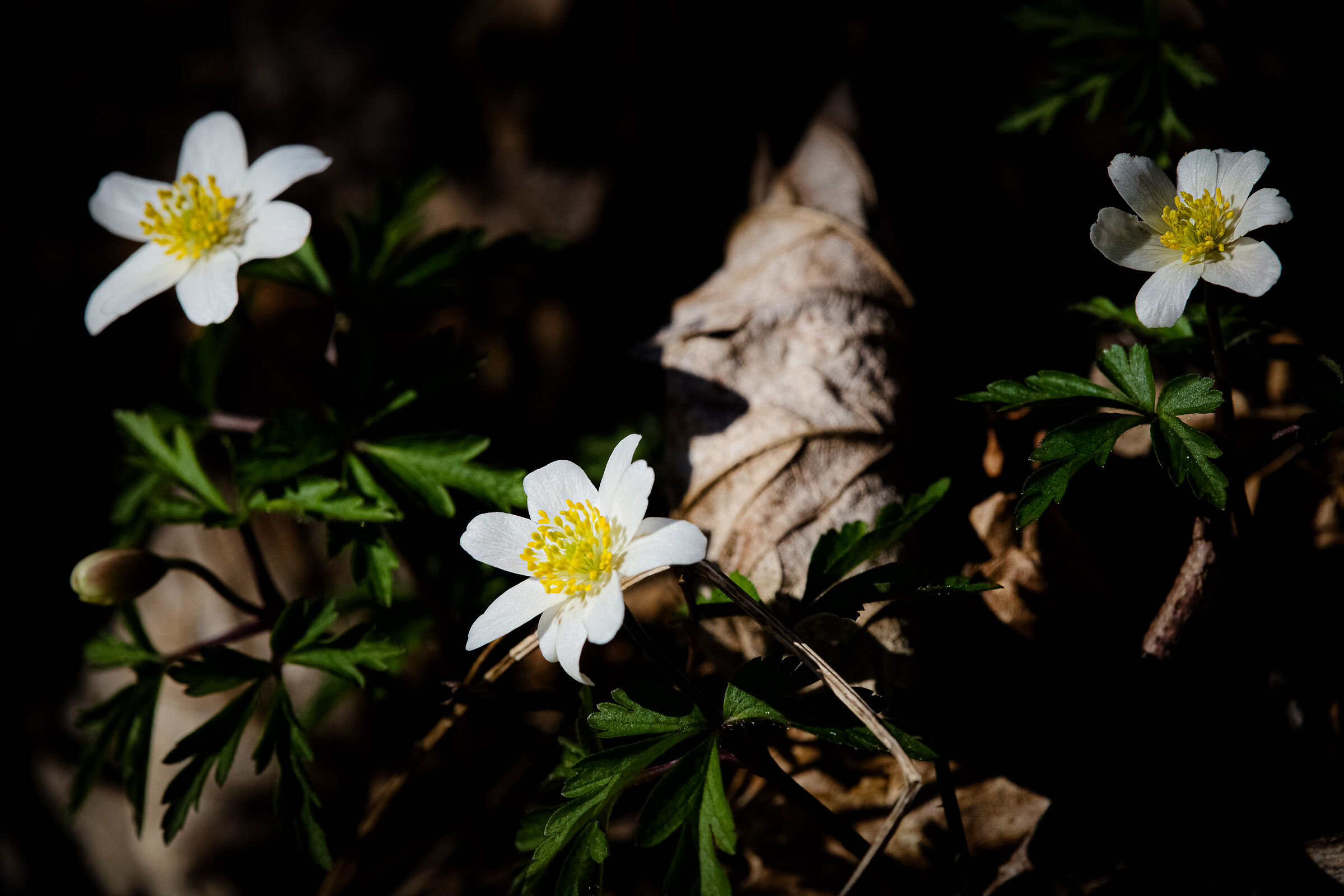 Anemone nemorosa