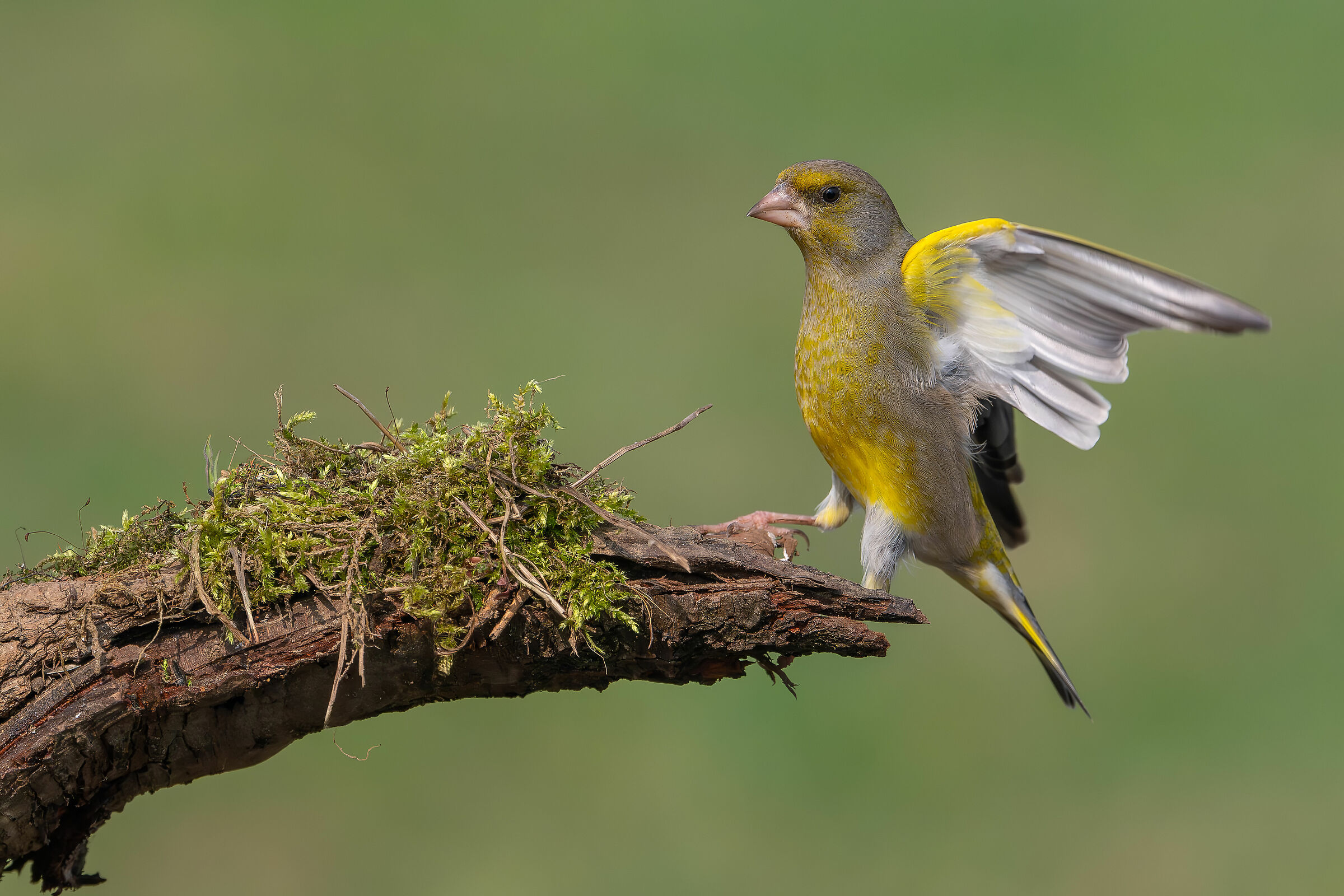 Greenfinch #capannocora