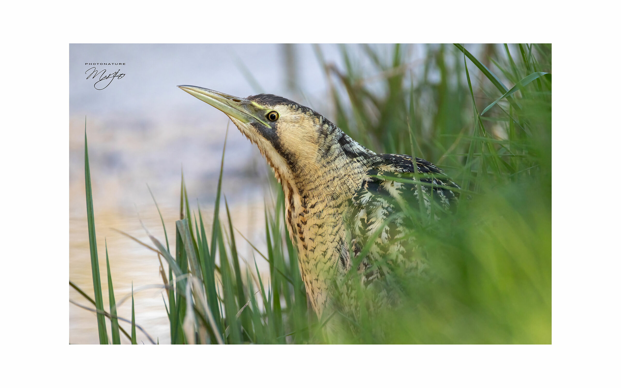 Primo piano di Tarabuso