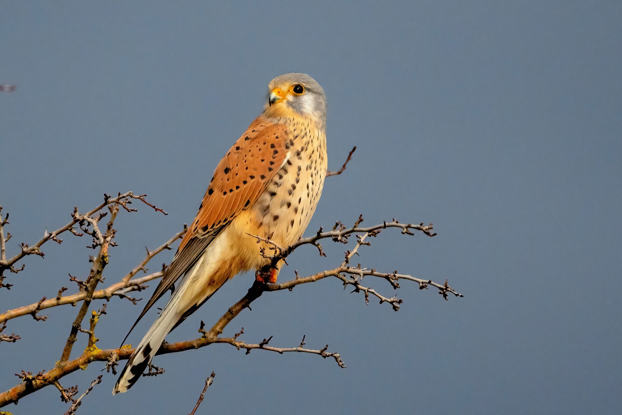Kestrel (Falco tinnunculus)
