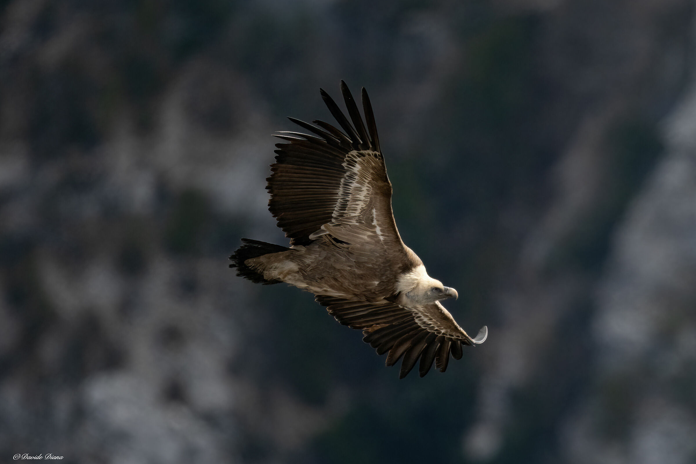Griffon vulture - Gorges du Verdon