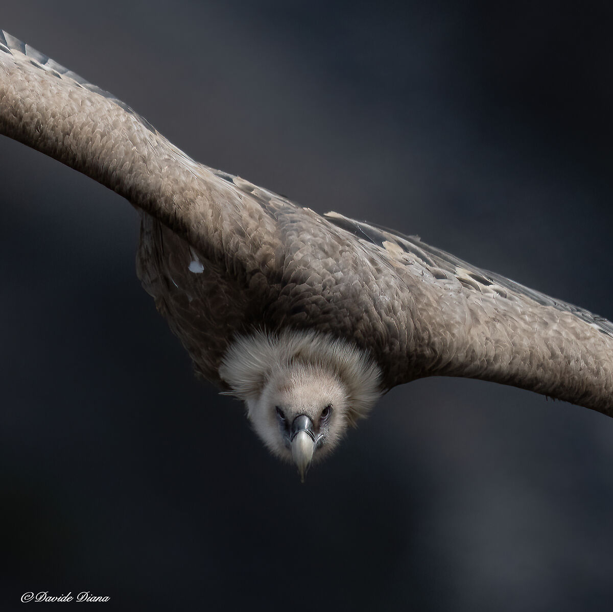 Griffon vulture - Gorges du Verdon