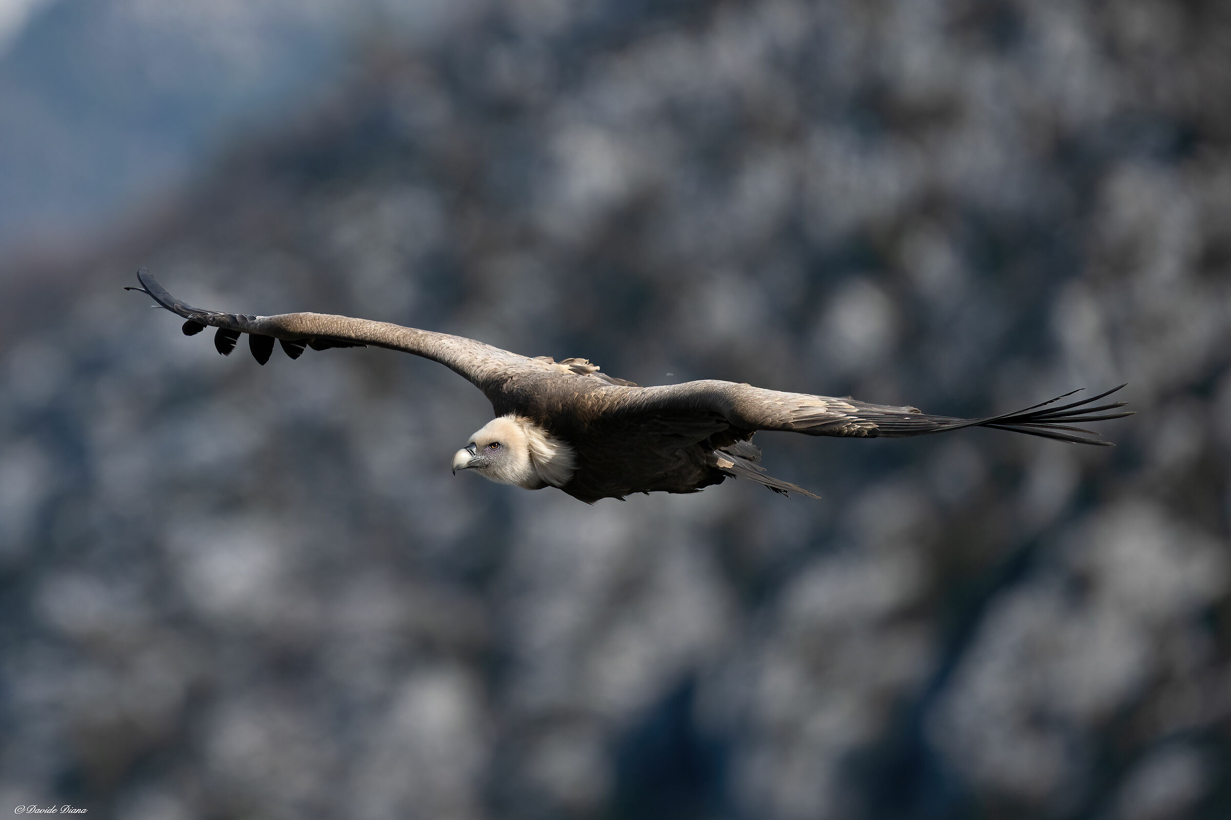 Griffon vulture - Gorges du Verdon