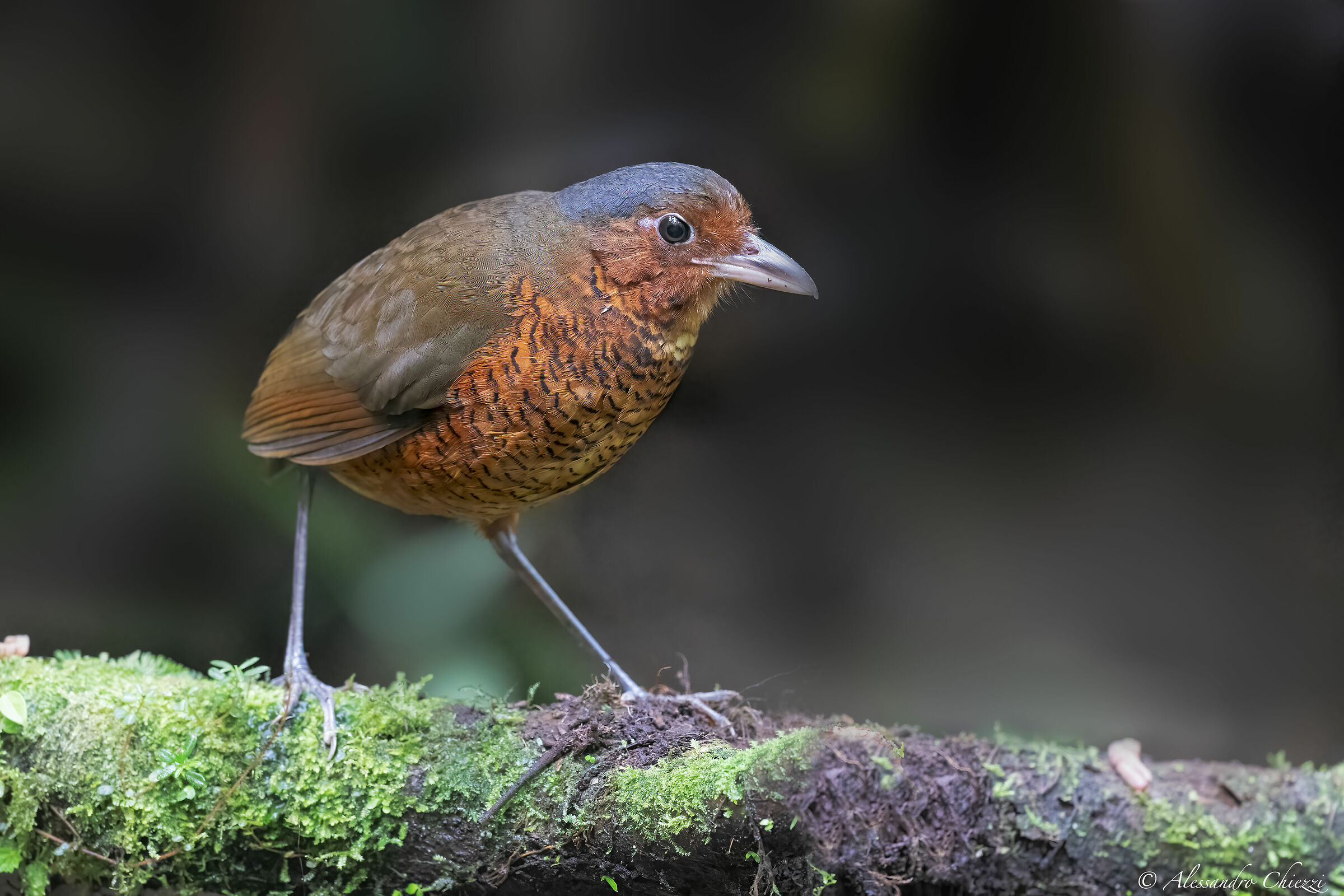 Pitta formichiera gigante