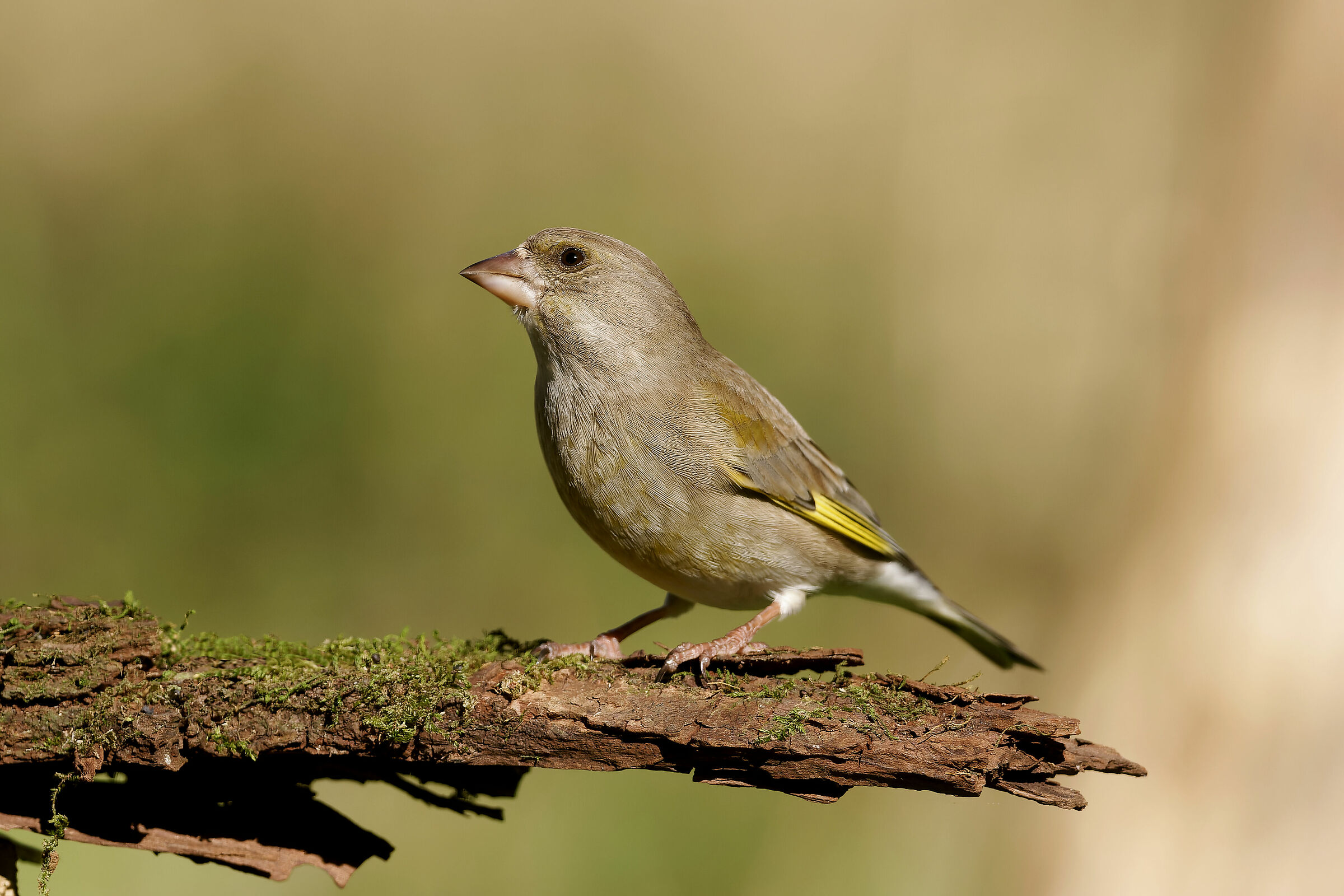 greenfinch