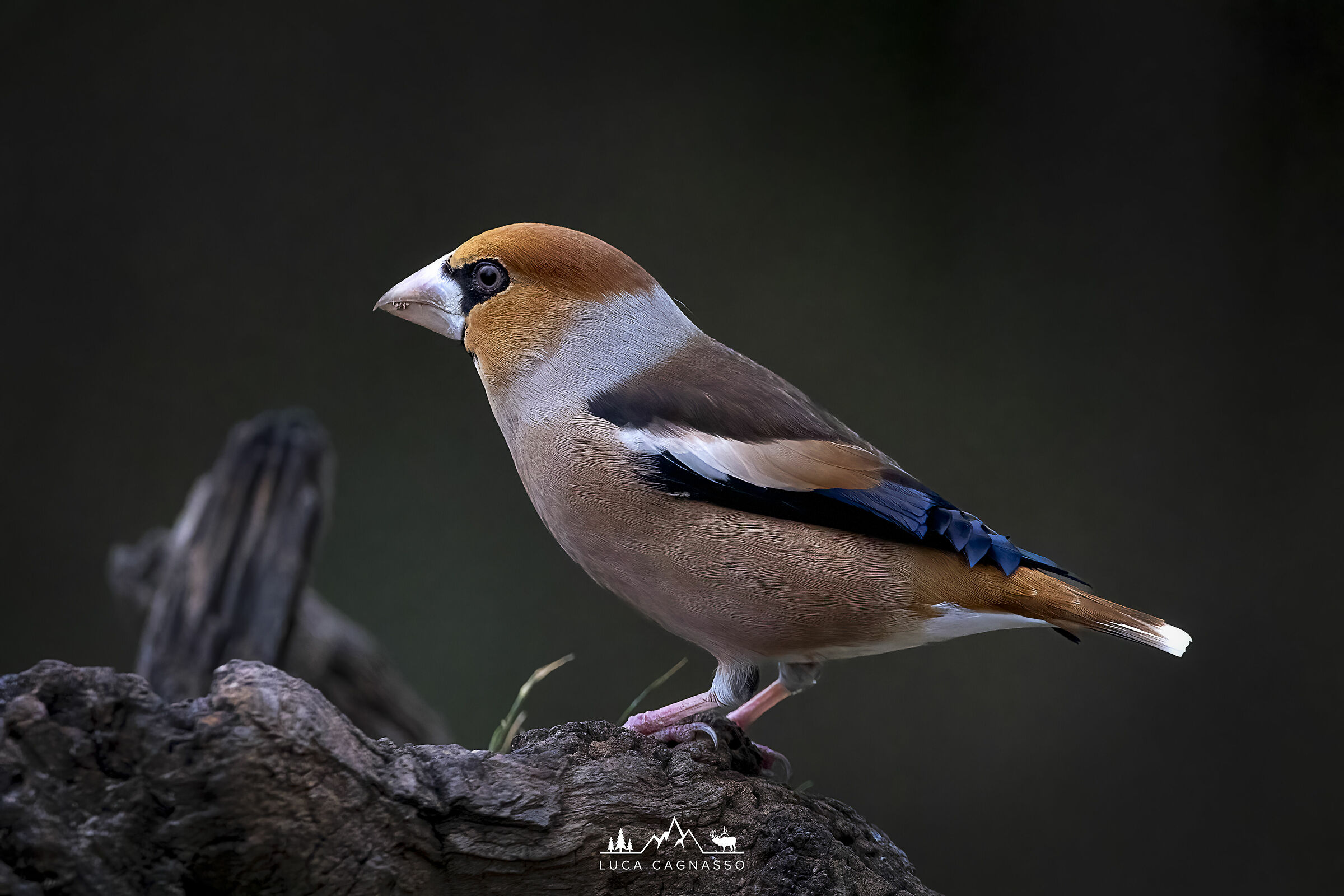 Hawfinch