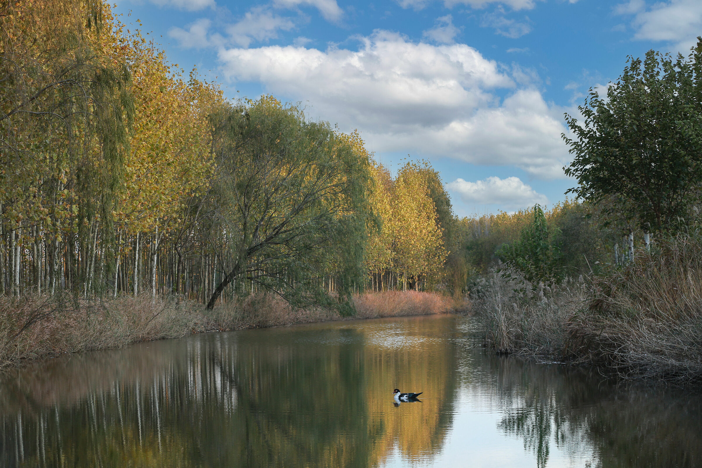 Hometown river
