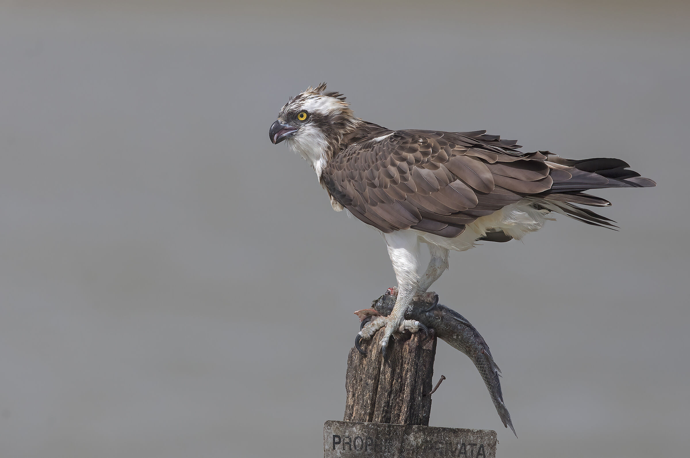 mangio tranquillo....