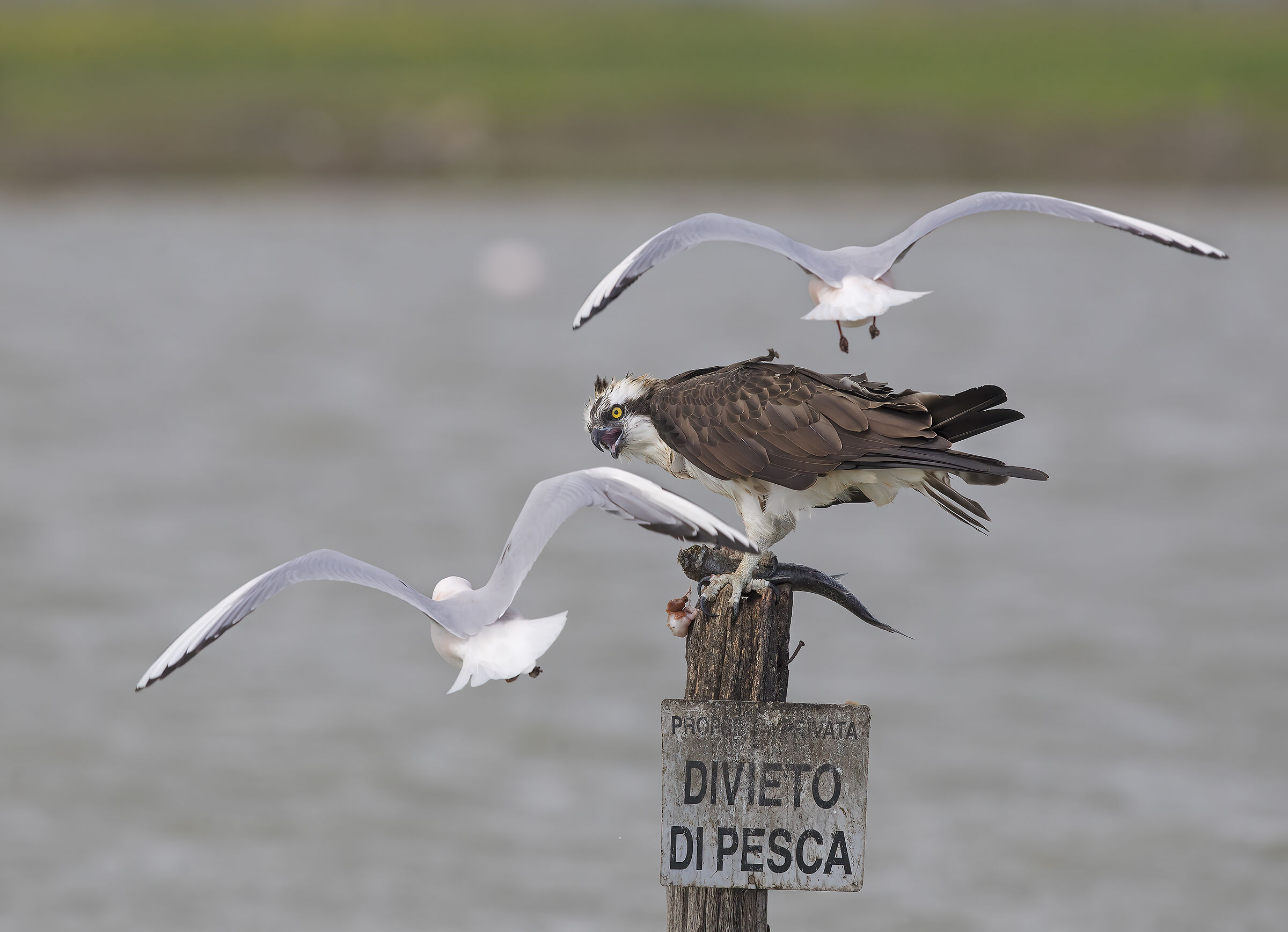 Here come the troublemakers....