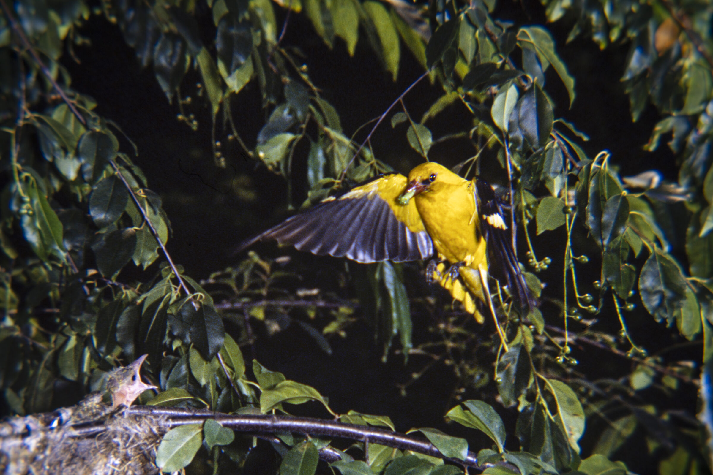 Oriole in flight